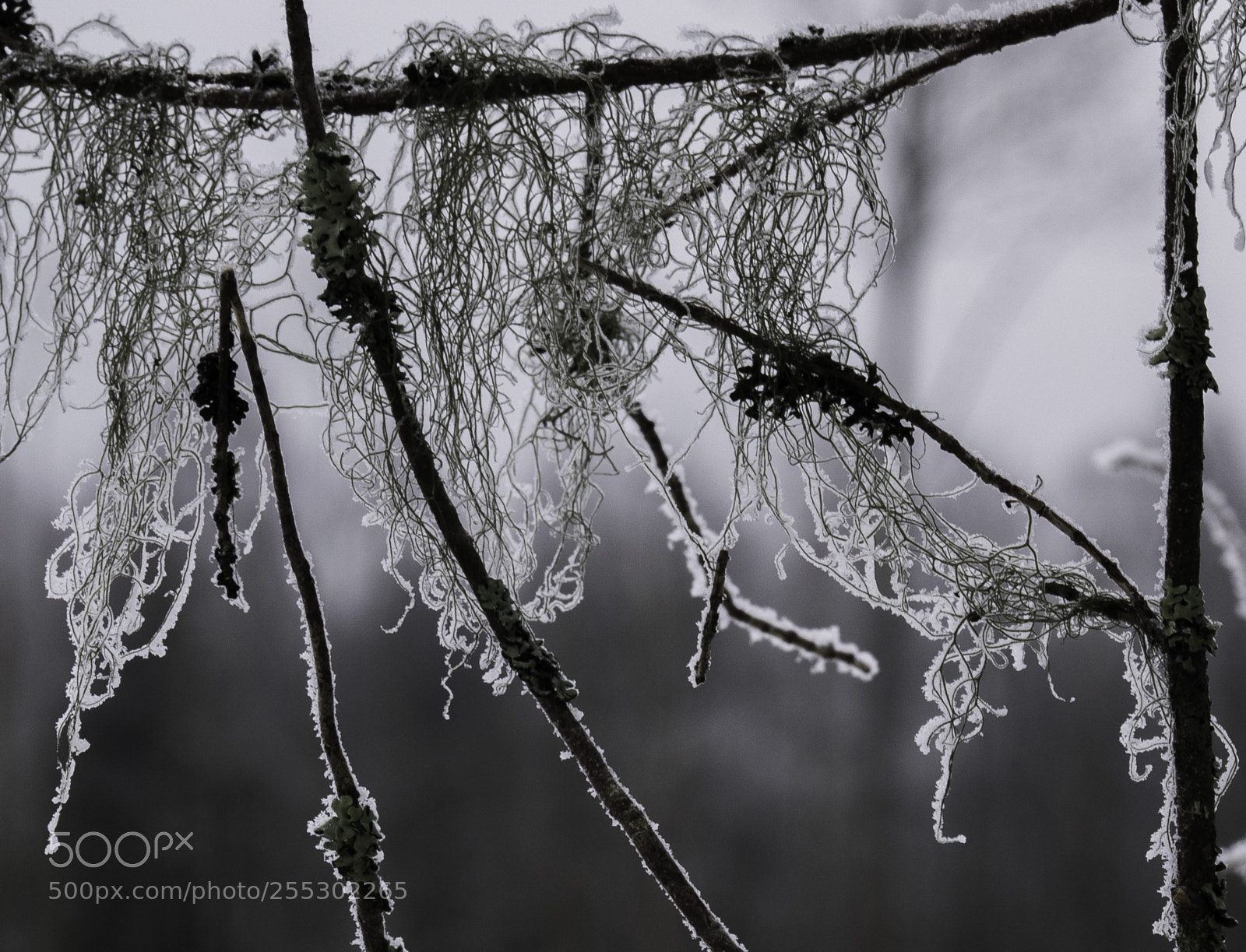 Nikon D5300 sample photo. Winter photography