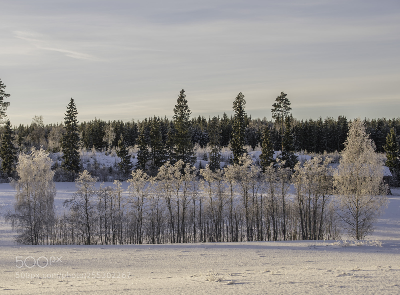 Nikon D5300 sample photo. Winter photography