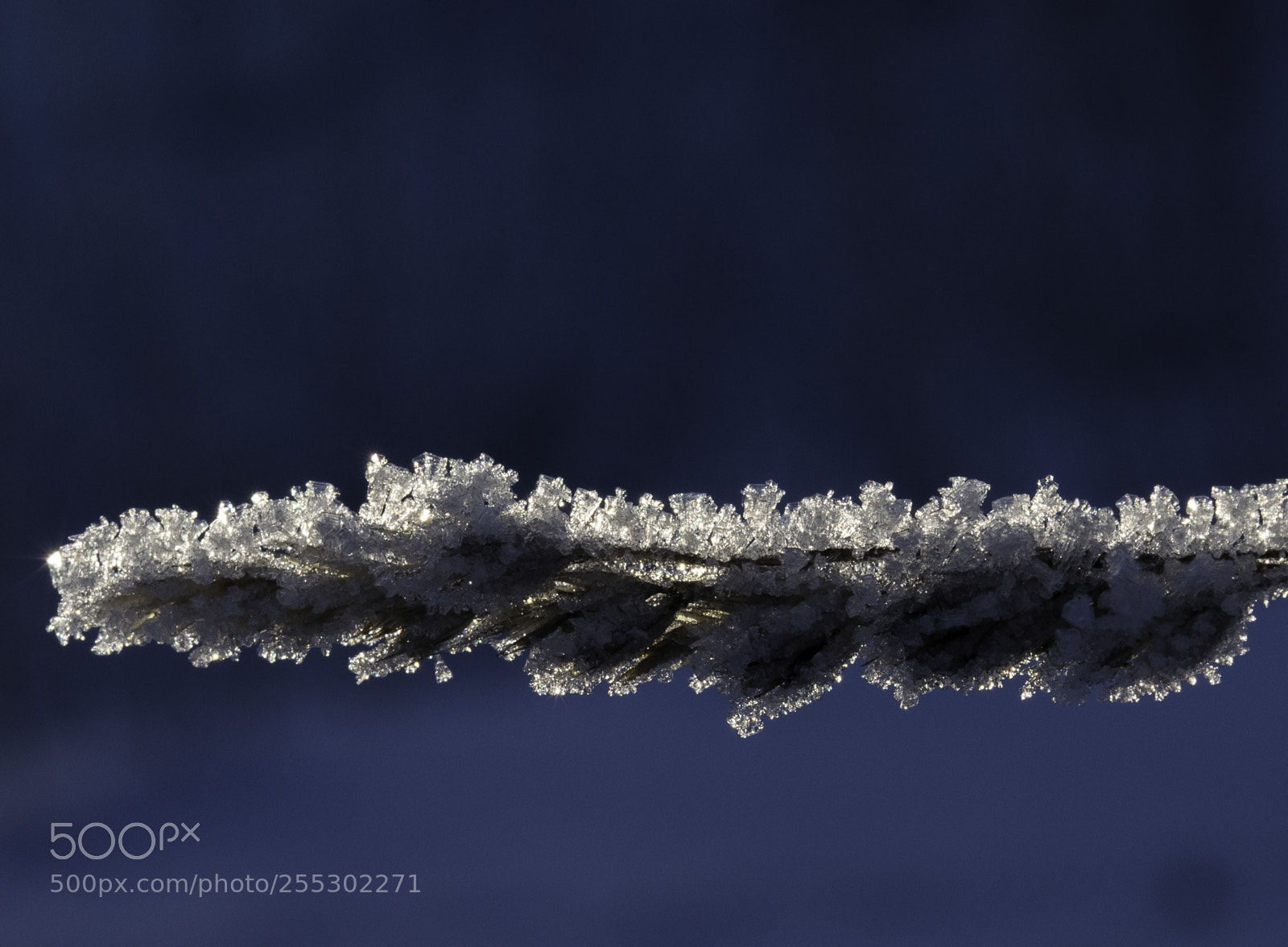 Nikon D5300 sample photo. Winter photography