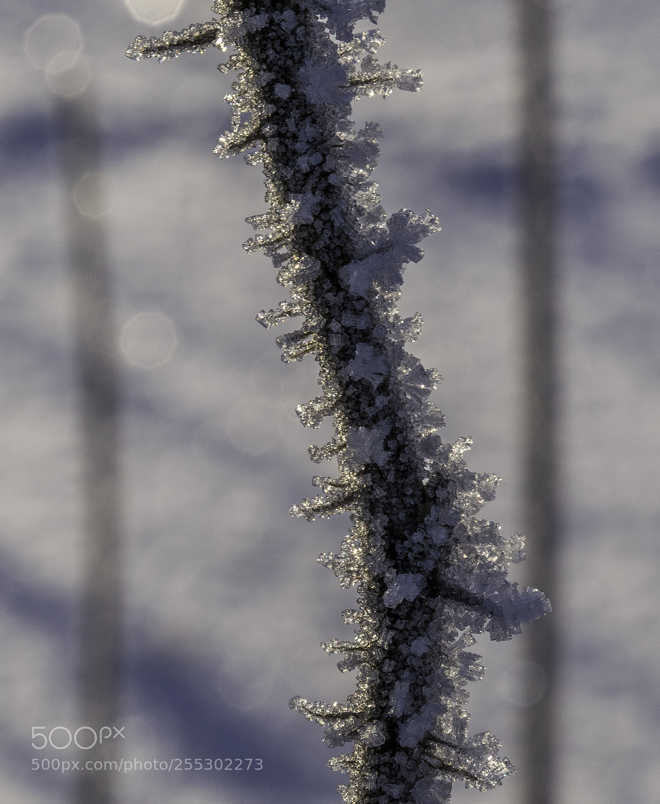Nikon D5300 sample photo. Winter photography