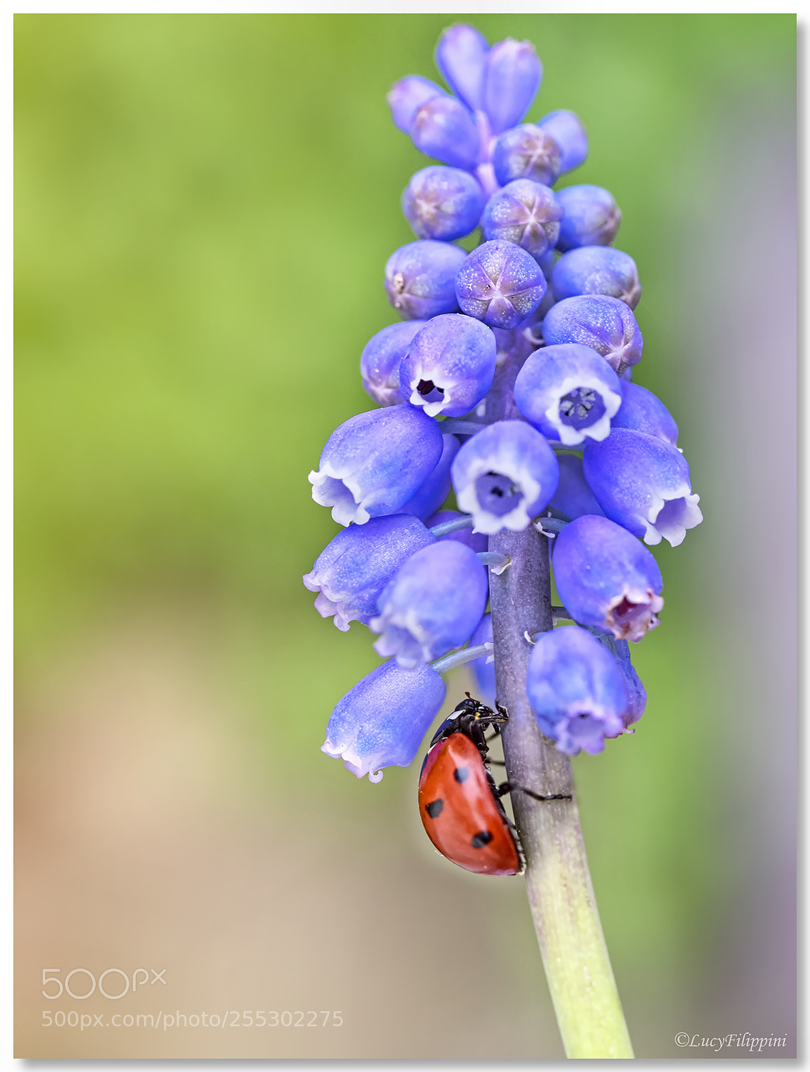 Olympus OM-D E-M1 sample photo. Ladybug on grape hyacinth.. photography