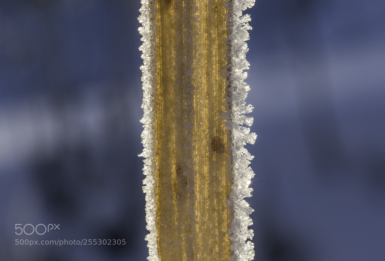 Nikon D5300 sample photo. Winter photography