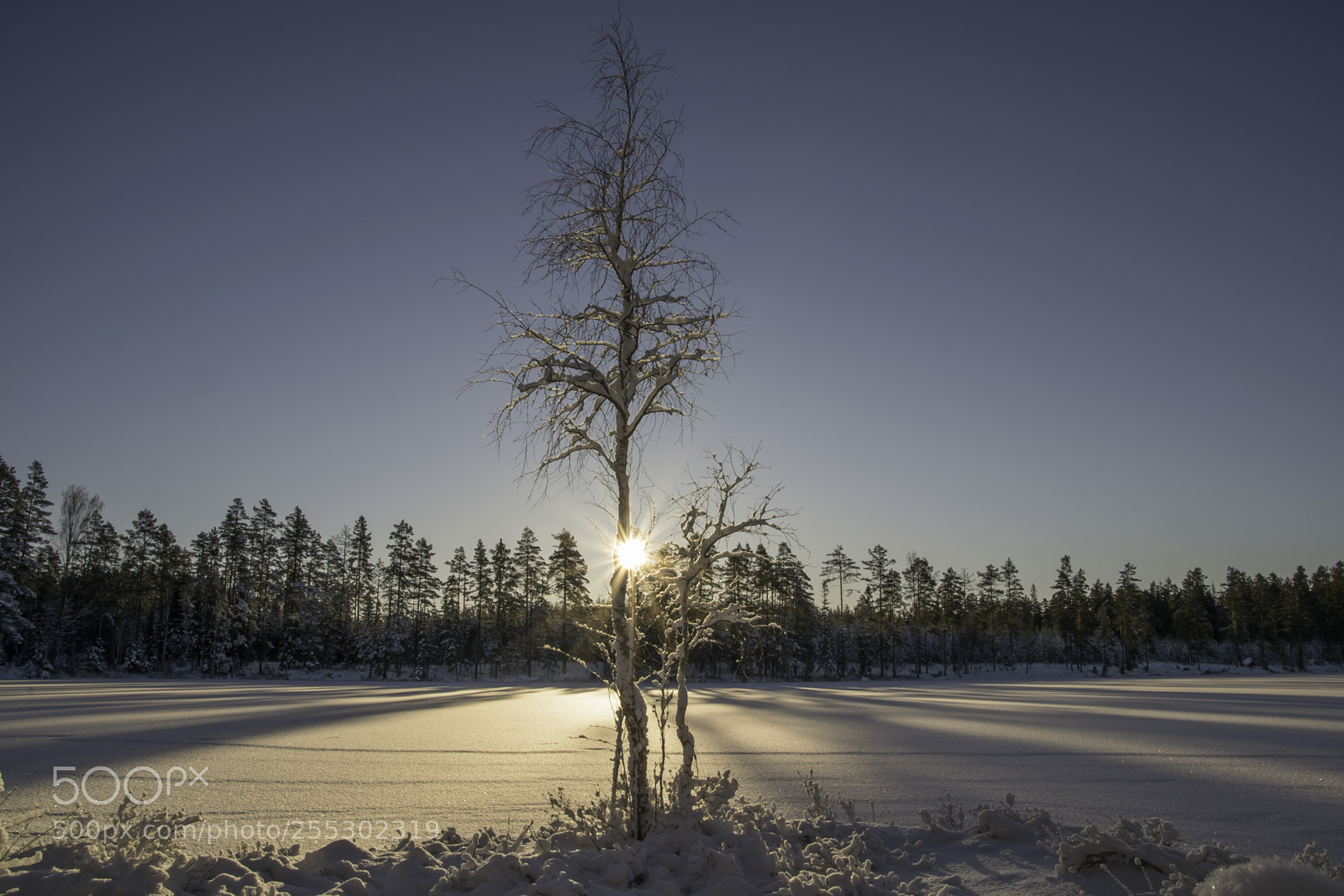 Nikon D5300 sample photo. Winter photography