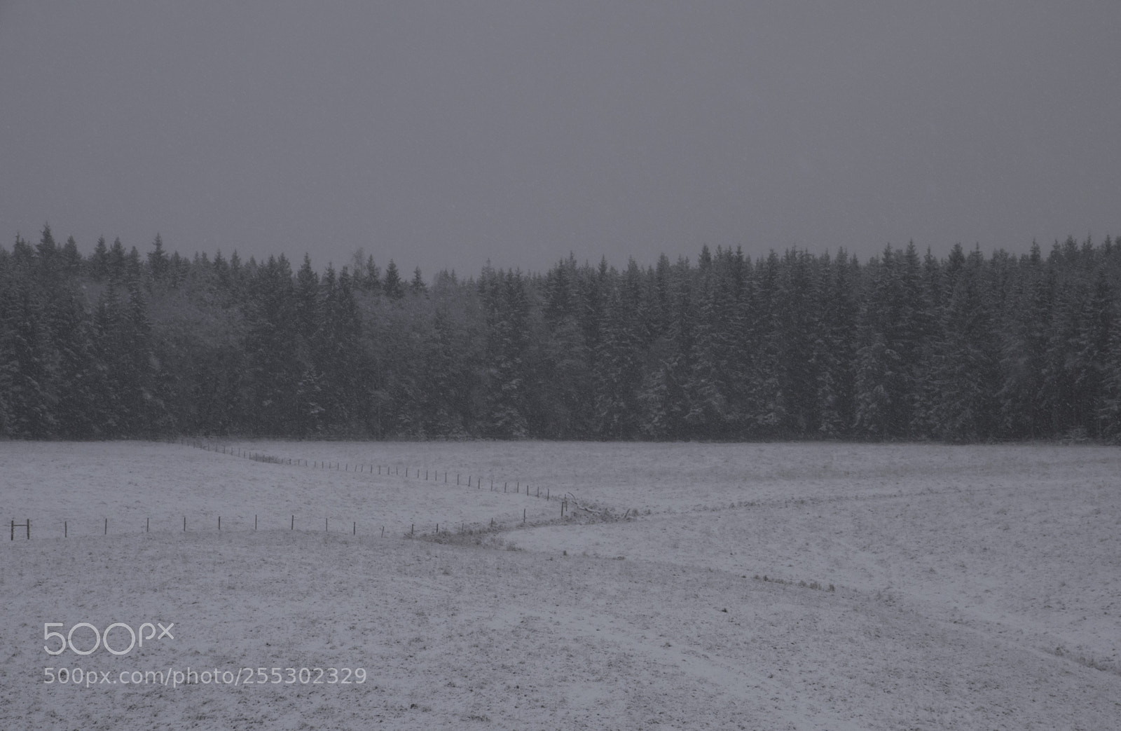 Nikon D5300 sample photo. Winter photography