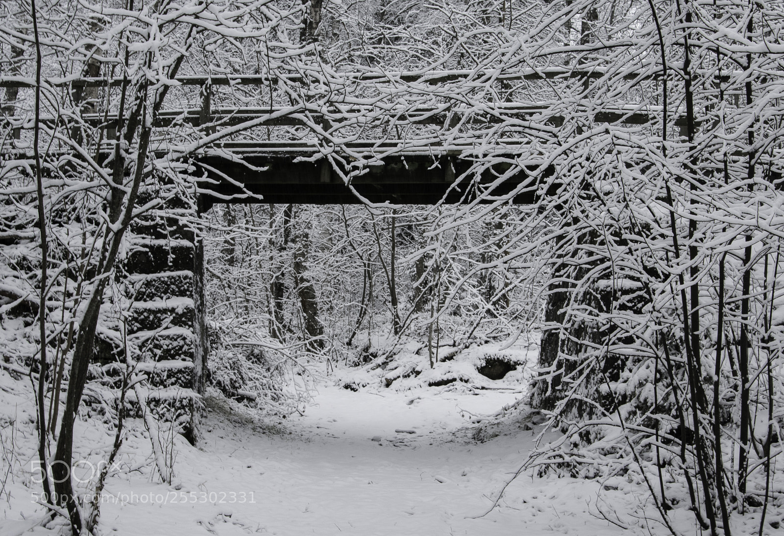 Nikon D5300 sample photo. Winter photography