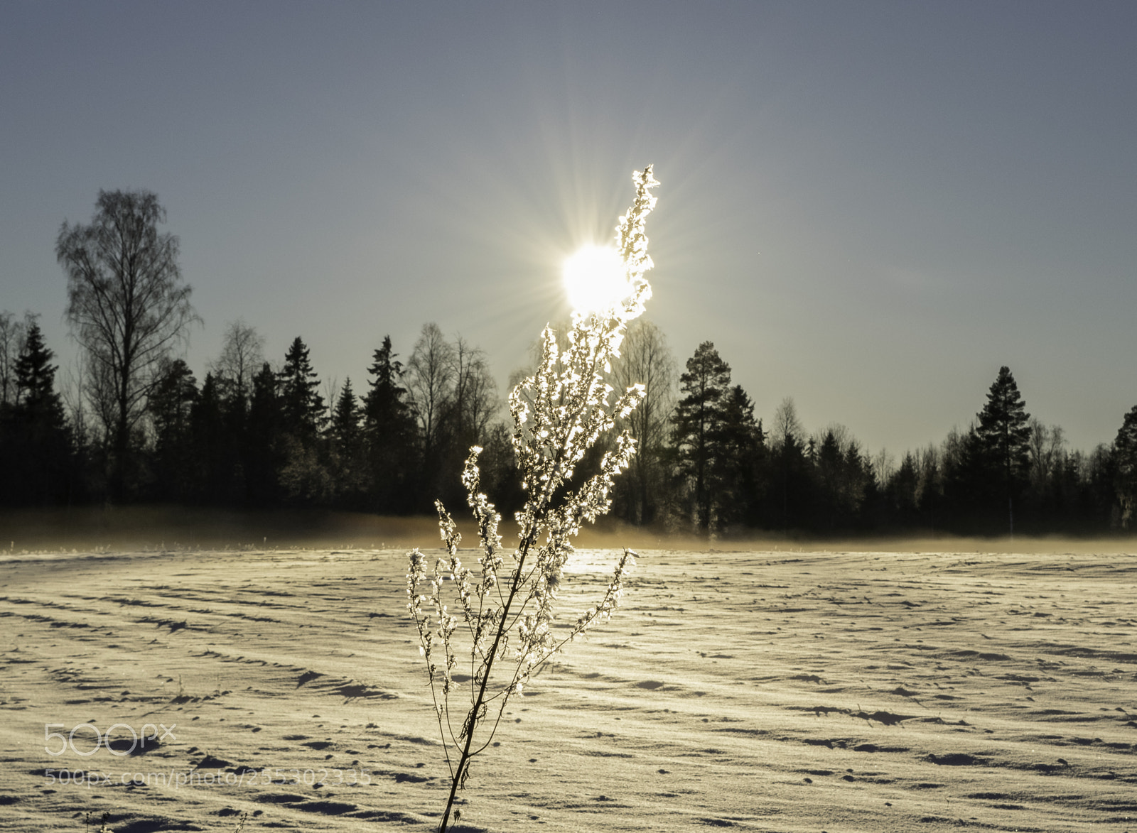 Nikon D5300 sample photo. Winter photography