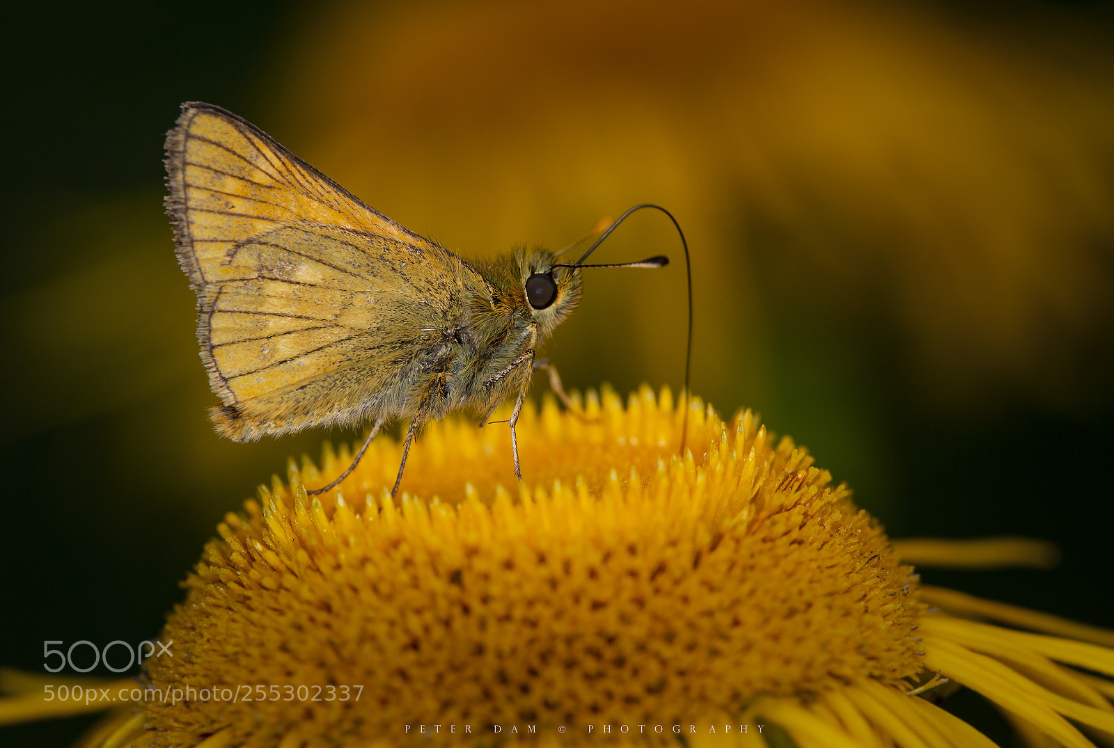 Canon EOS 6D sample photo. The large skipper photography