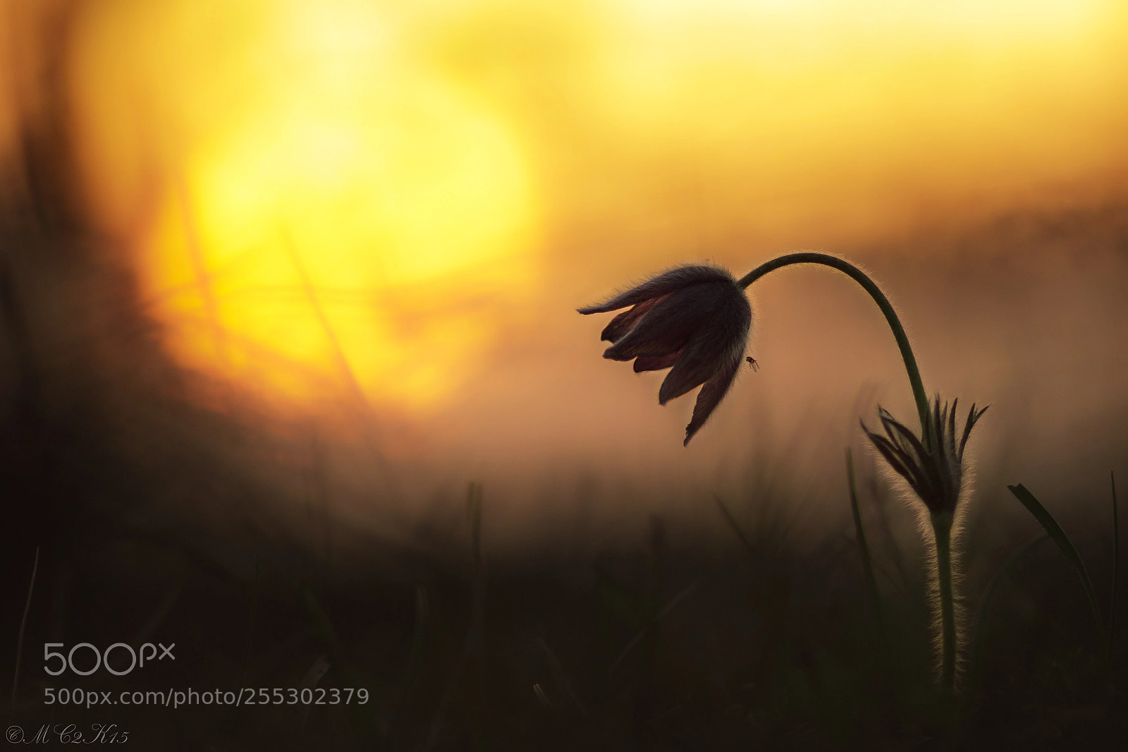 Canon EOS M5 sample photo. Pasque flower, pulsatilla vulgaris photography