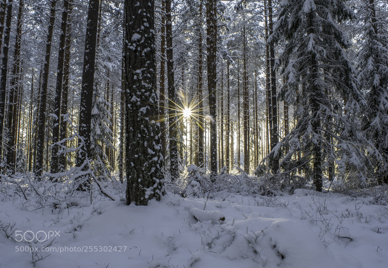 Nikon D5300 sample photo. Winter photography