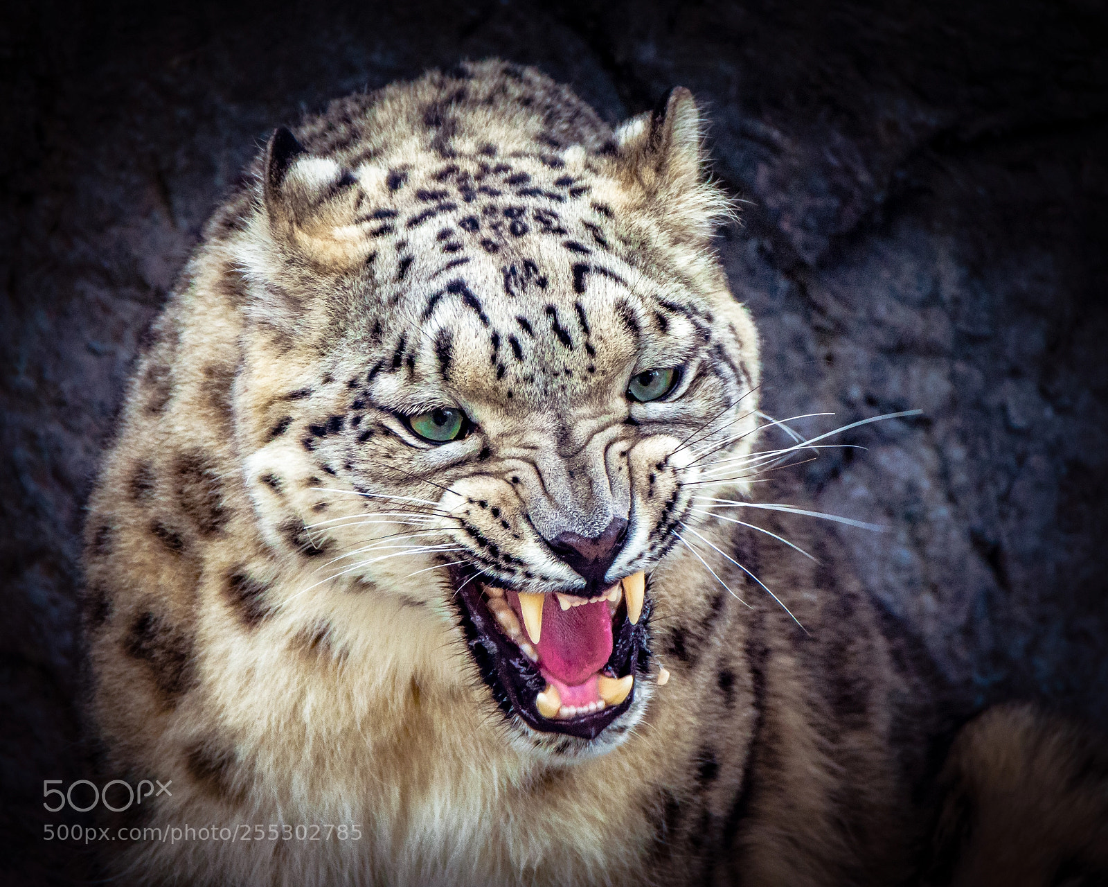 Nikon D7200 sample photo. "don't mess with me!!!" photography
