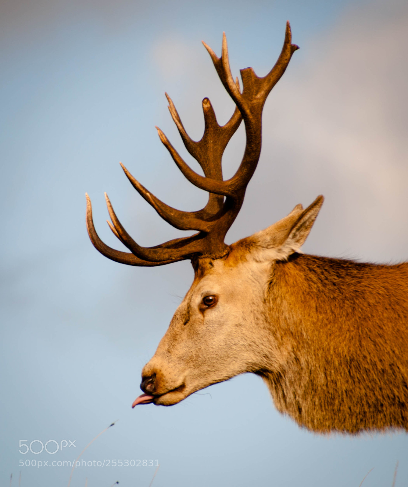 Nikon D90 sample photo. Antlers photography