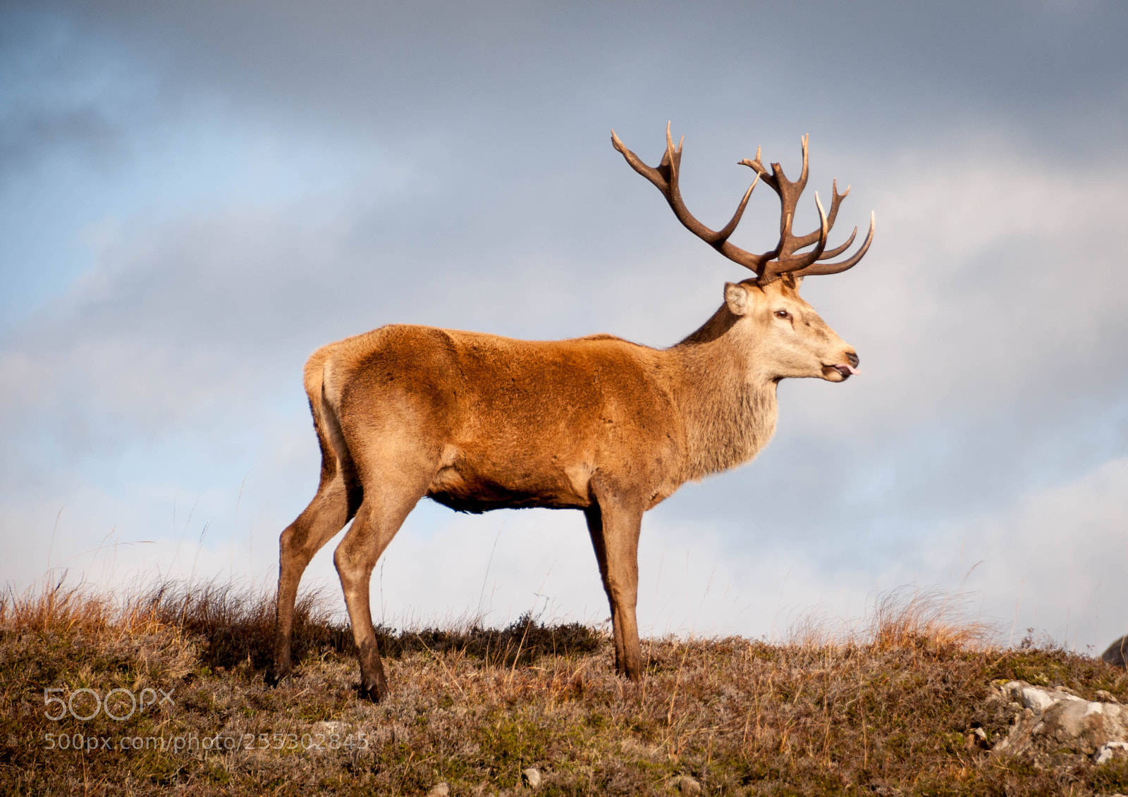 Nikon D90 sample photo. Monarch of the glen photography