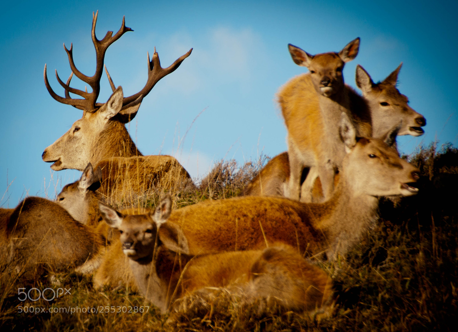 Nikon D90 sample photo. Stag and hinds photography