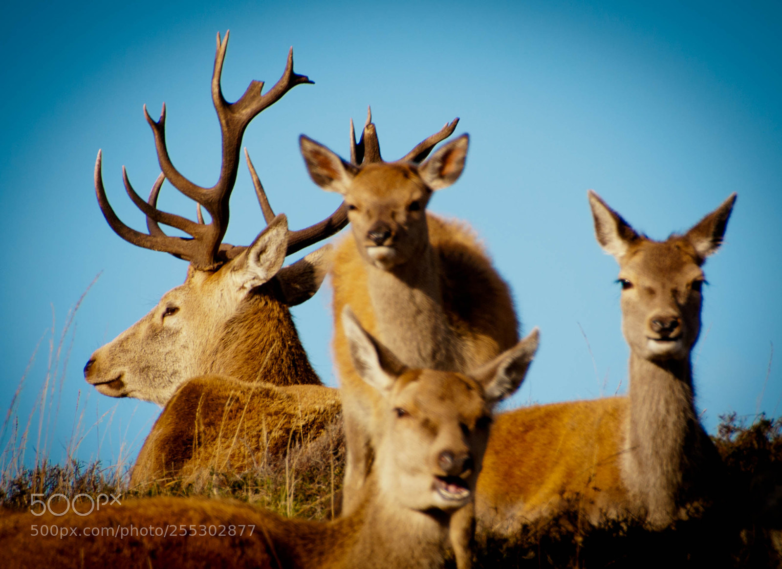 Nikon D90 sample photo. Stag with harem photography