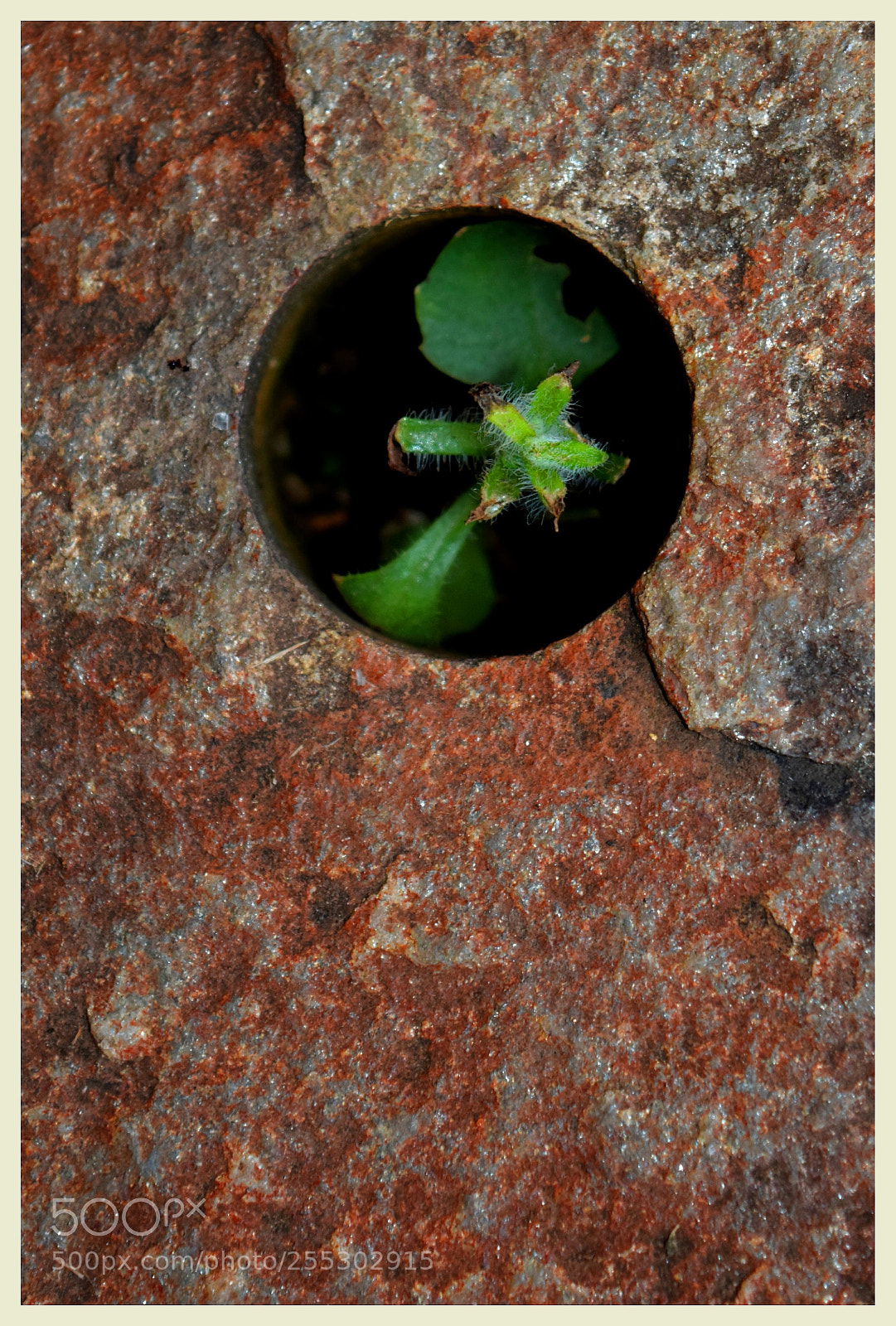 Nikon D5300 sample photo. "bonjuxuxu ;-)... coucoocoucoo" photography