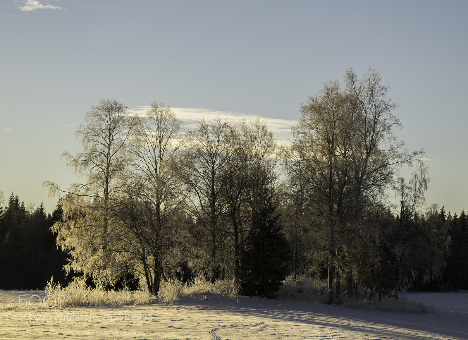 Nikon D5300 sample photo. Winter o photography