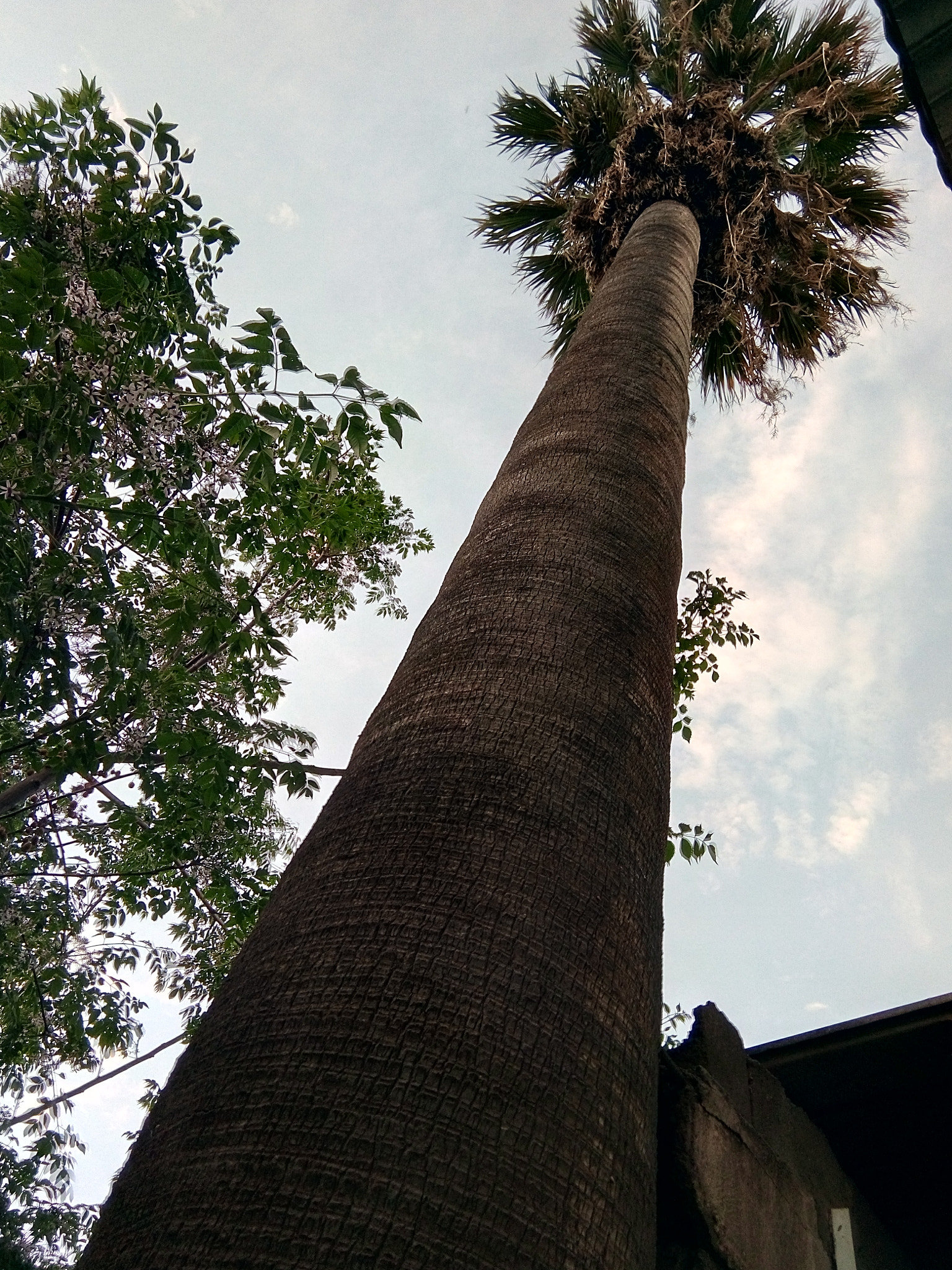 condor Plume P6 Pro LTE sample photo