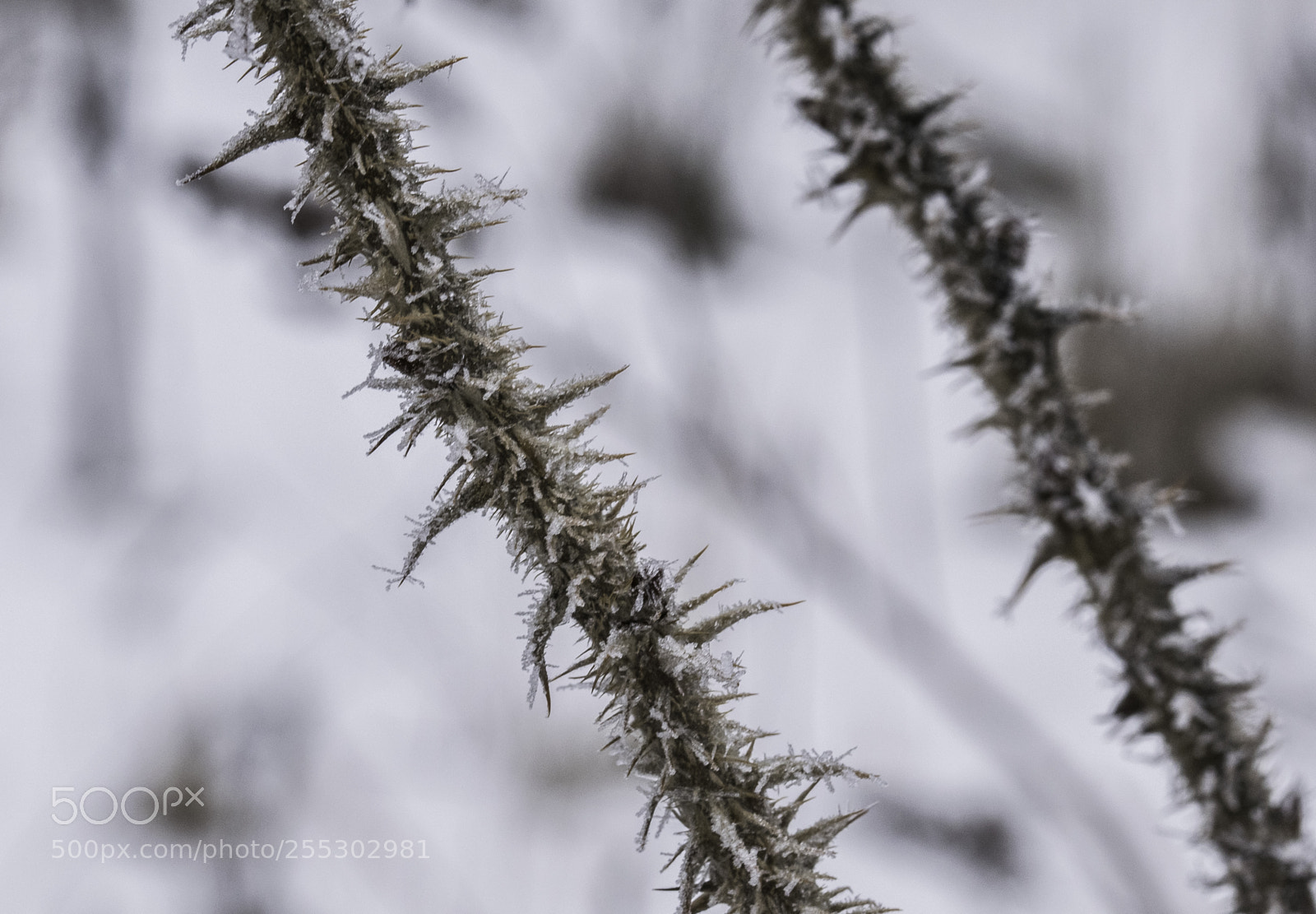 Nikon D5300 sample photo. Winter o photography