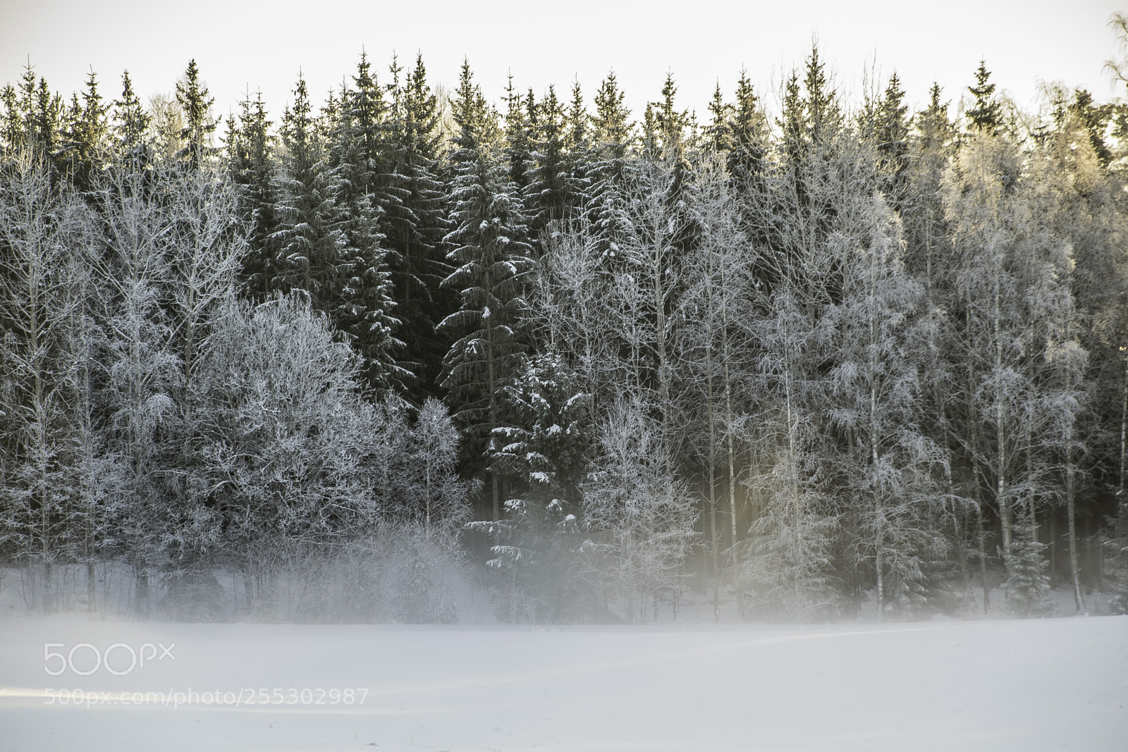 Nikon D5300 sample photo. Winter o photography