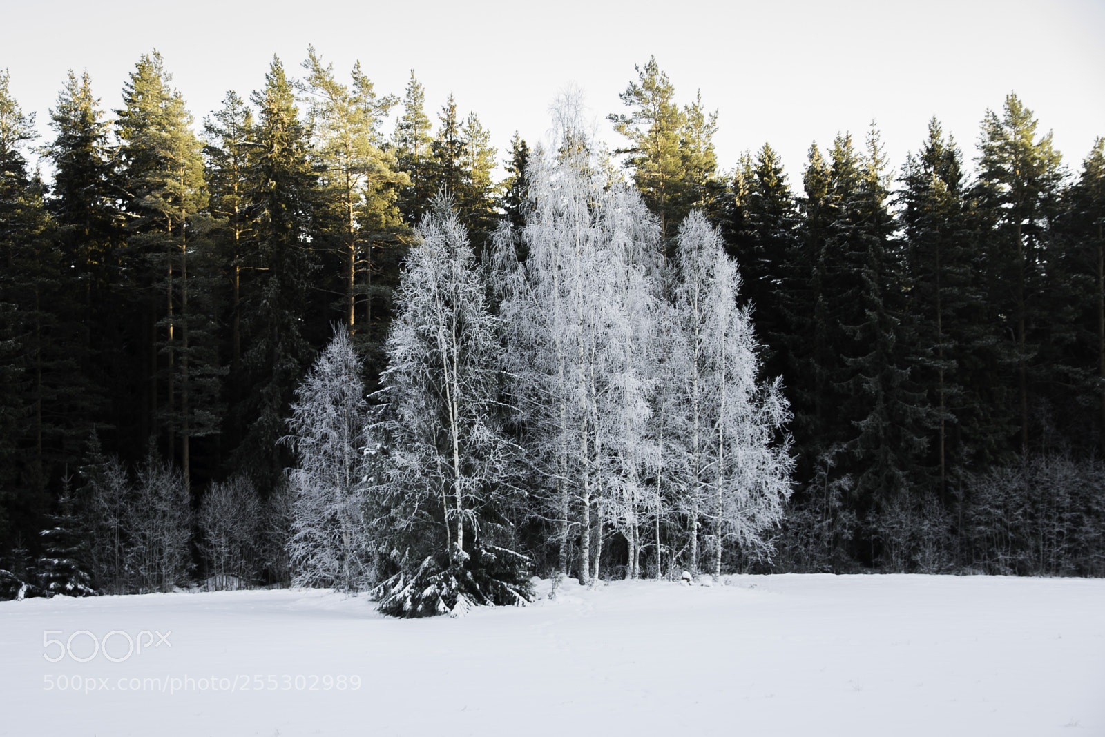 Nikon D5300 sample photo. Winter o photography