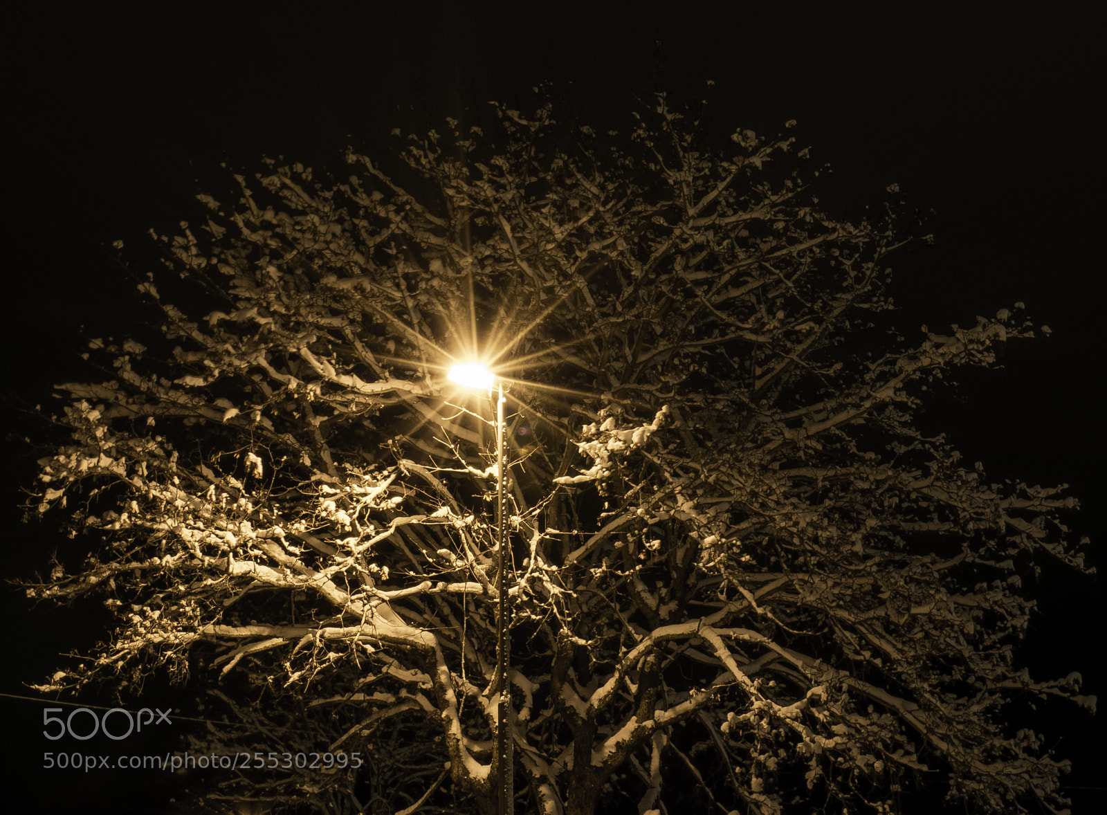 Nikon D5300 sample photo. Winter o photography