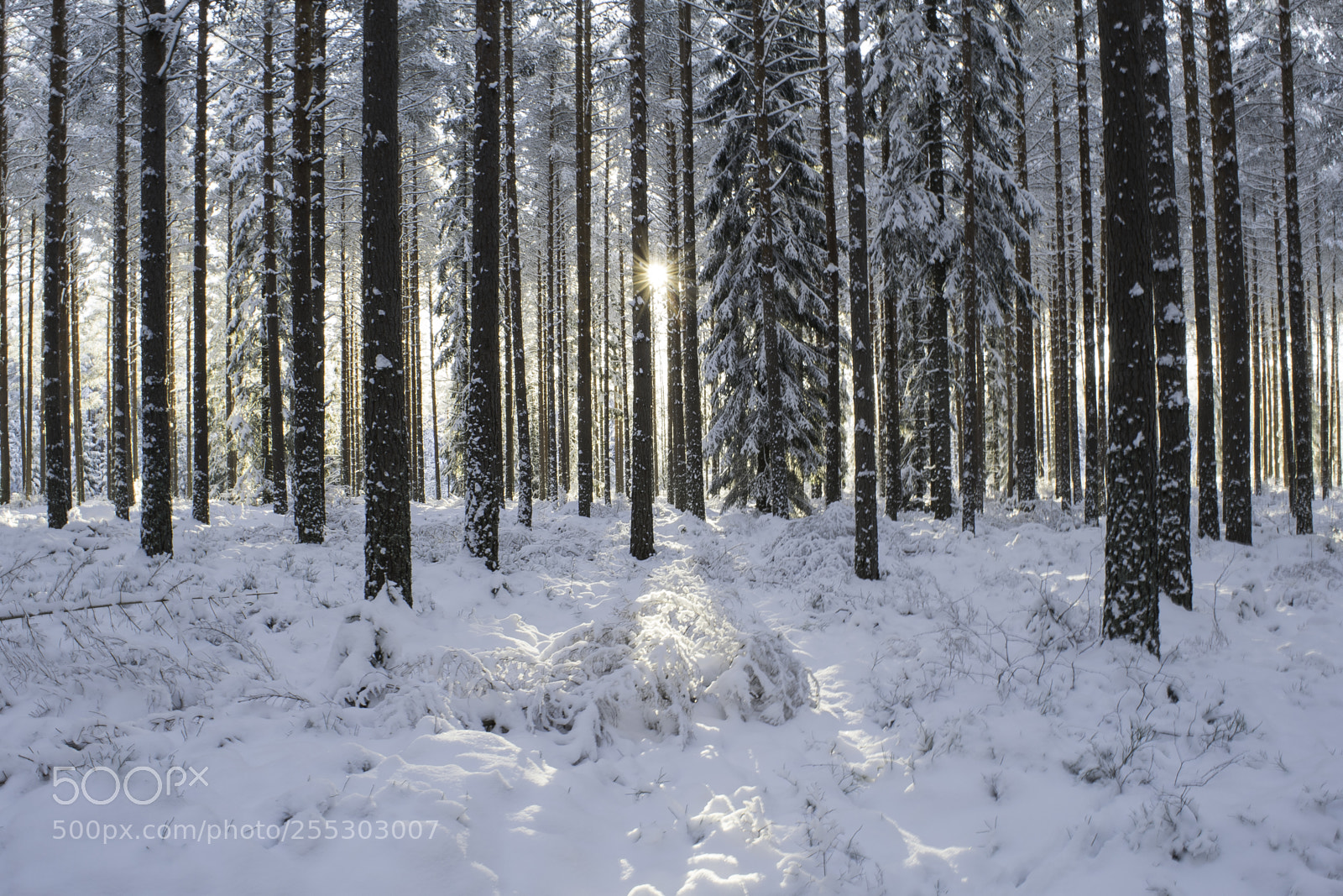 Nikon D5300 sample photo. Winter o photography