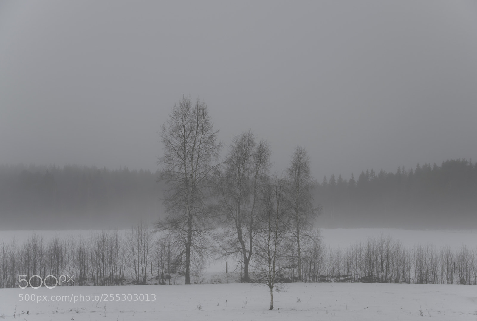 Nikon D5300 sample photo. Winter o photography