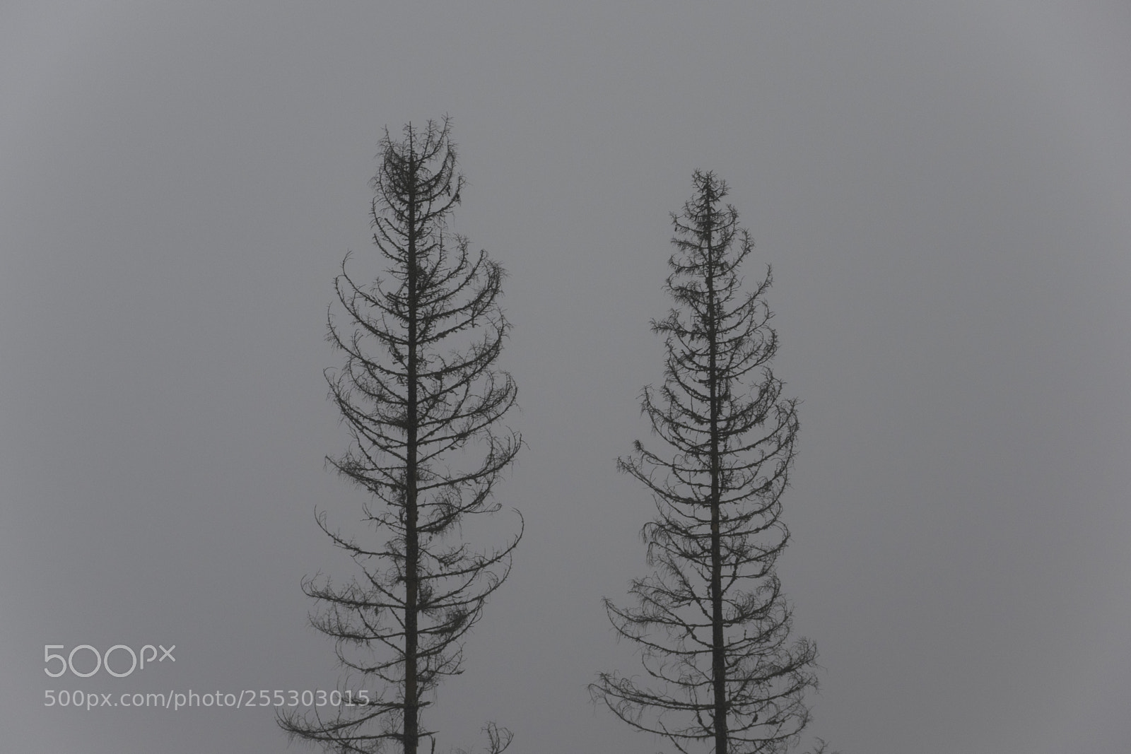 Nikon D5300 sample photo. Winter o photography