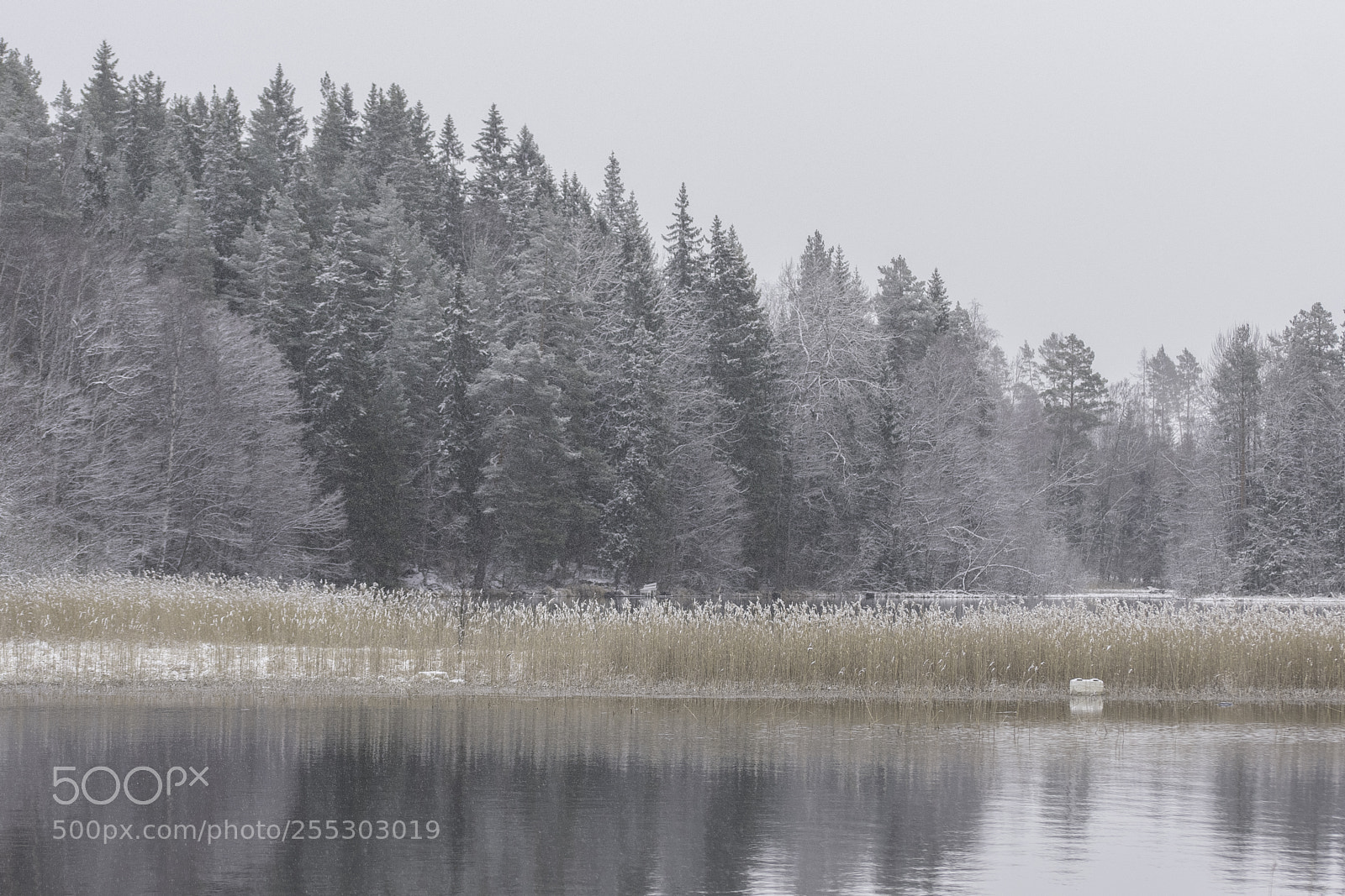 Nikon D5300 sample photo. Winter o photography
