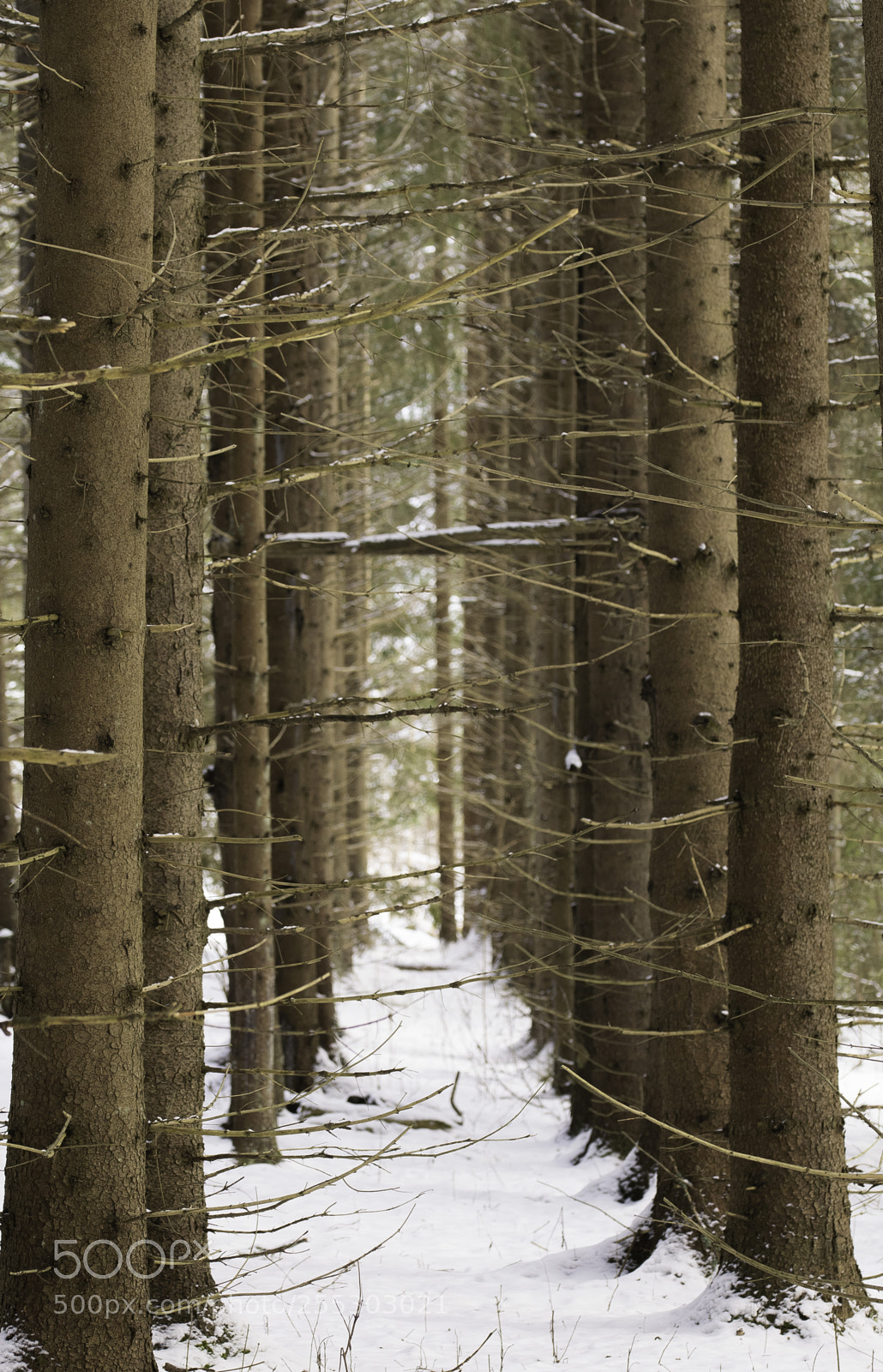Nikon D5300 sample photo. Winter o photography