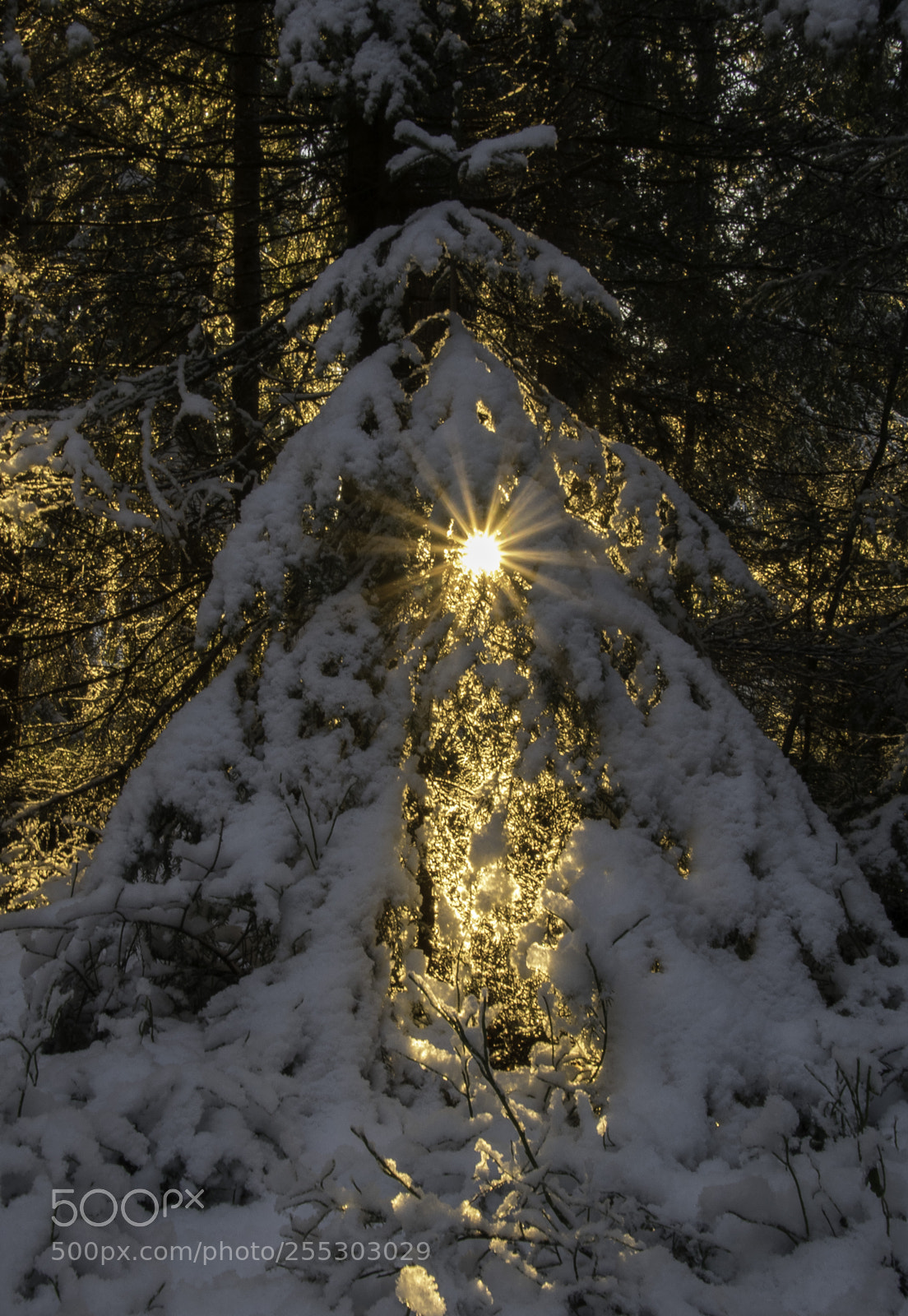 Nikon D5300 sample photo. Winter o photography
