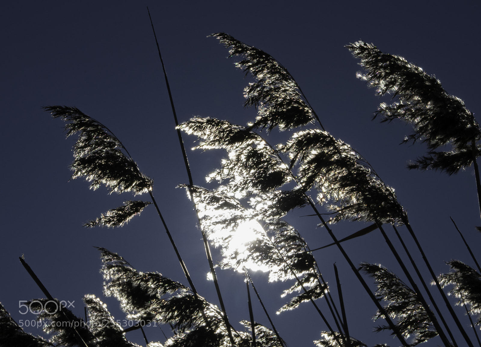 Nikon D5300 sample photo. Winter o photography
