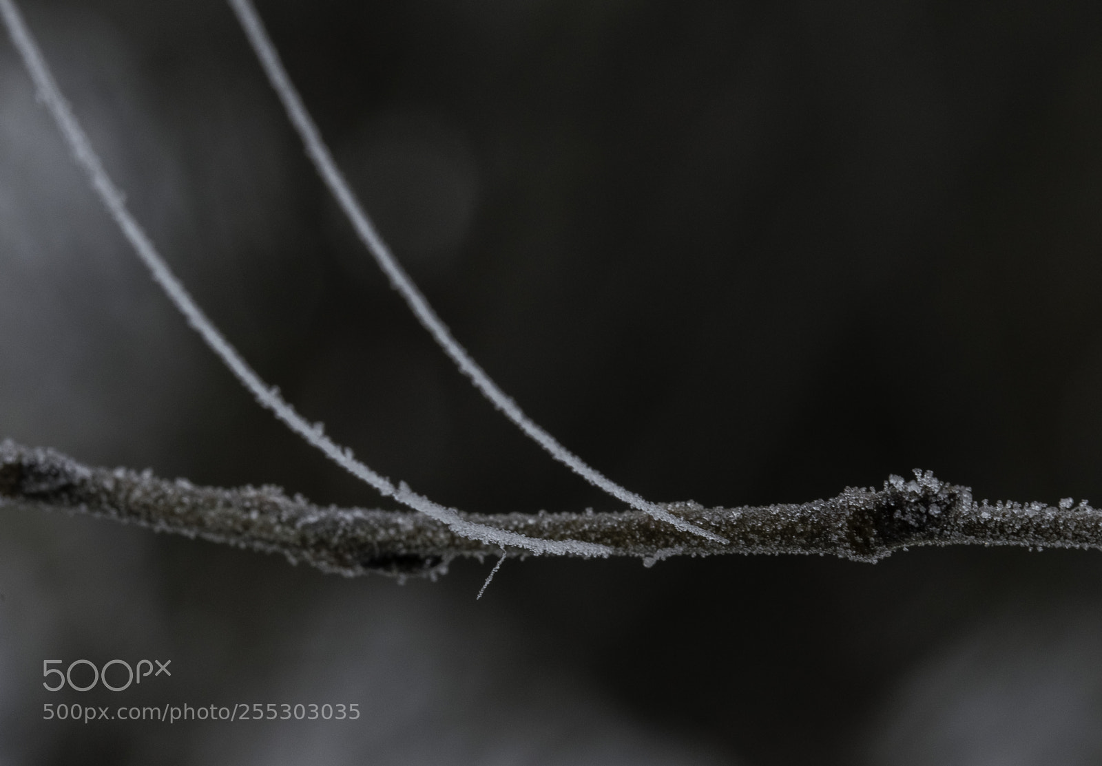 Nikon D5300 sample photo. Winter o photography