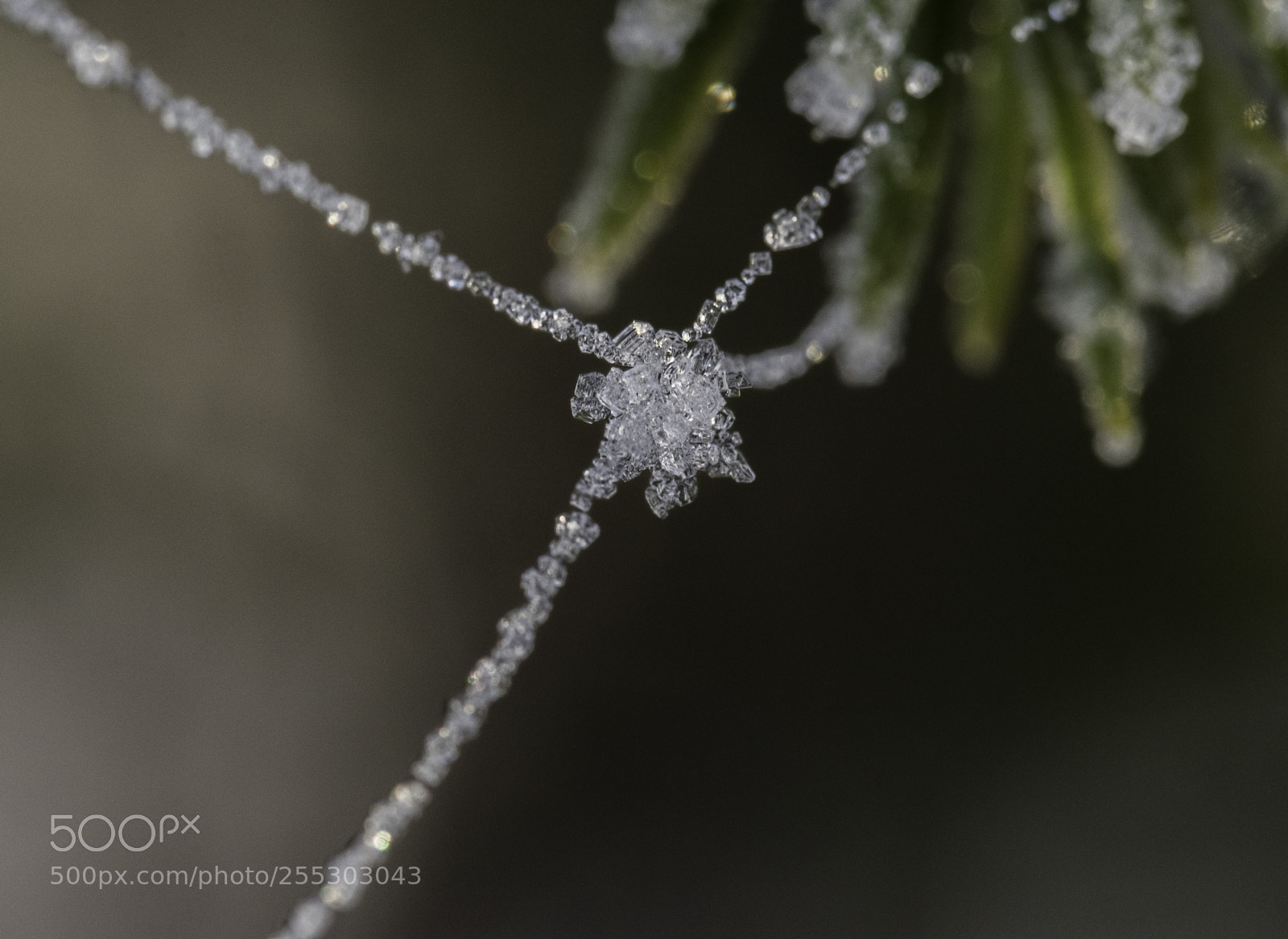 Nikon D5300 sample photo. Winter o photography