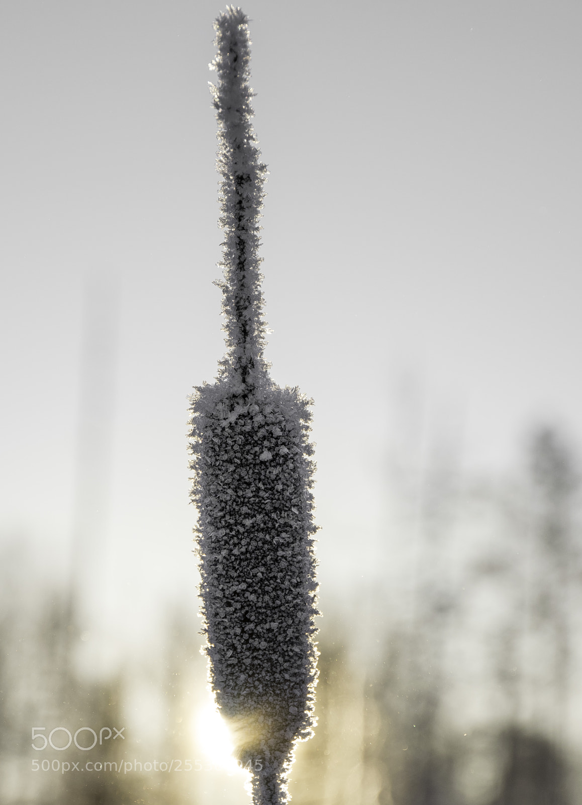 Nikon D5300 sample photo. Winter o photography