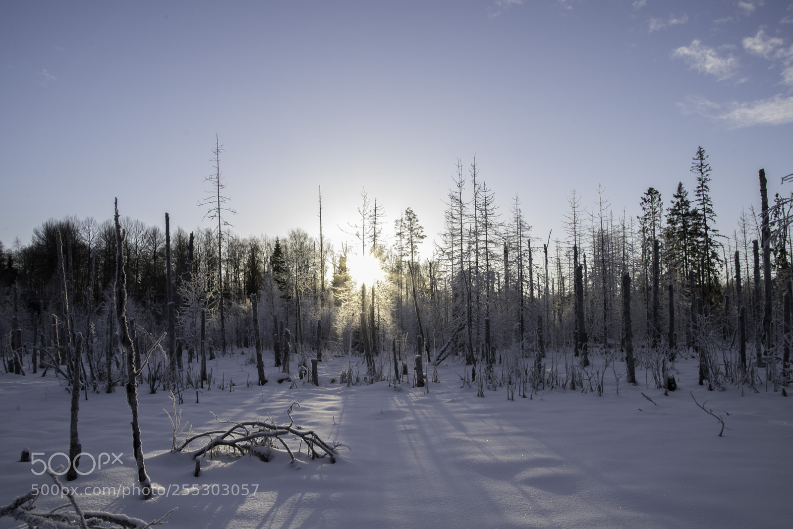 Nikon D5300 sample photo. Winter o photography