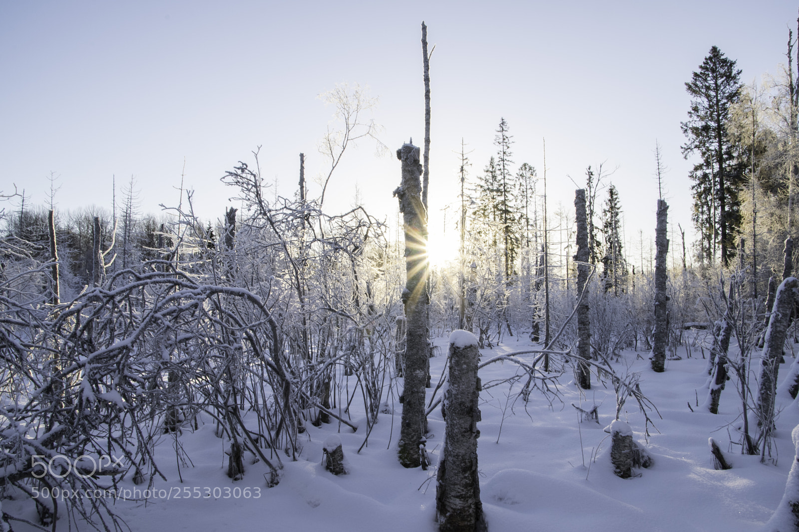 Nikon D5300 sample photo. Winter o photography