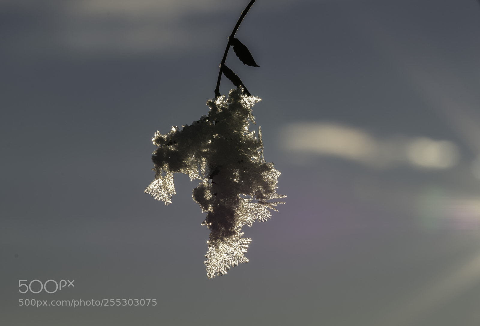 Nikon D5300 sample photo. Winter o photography