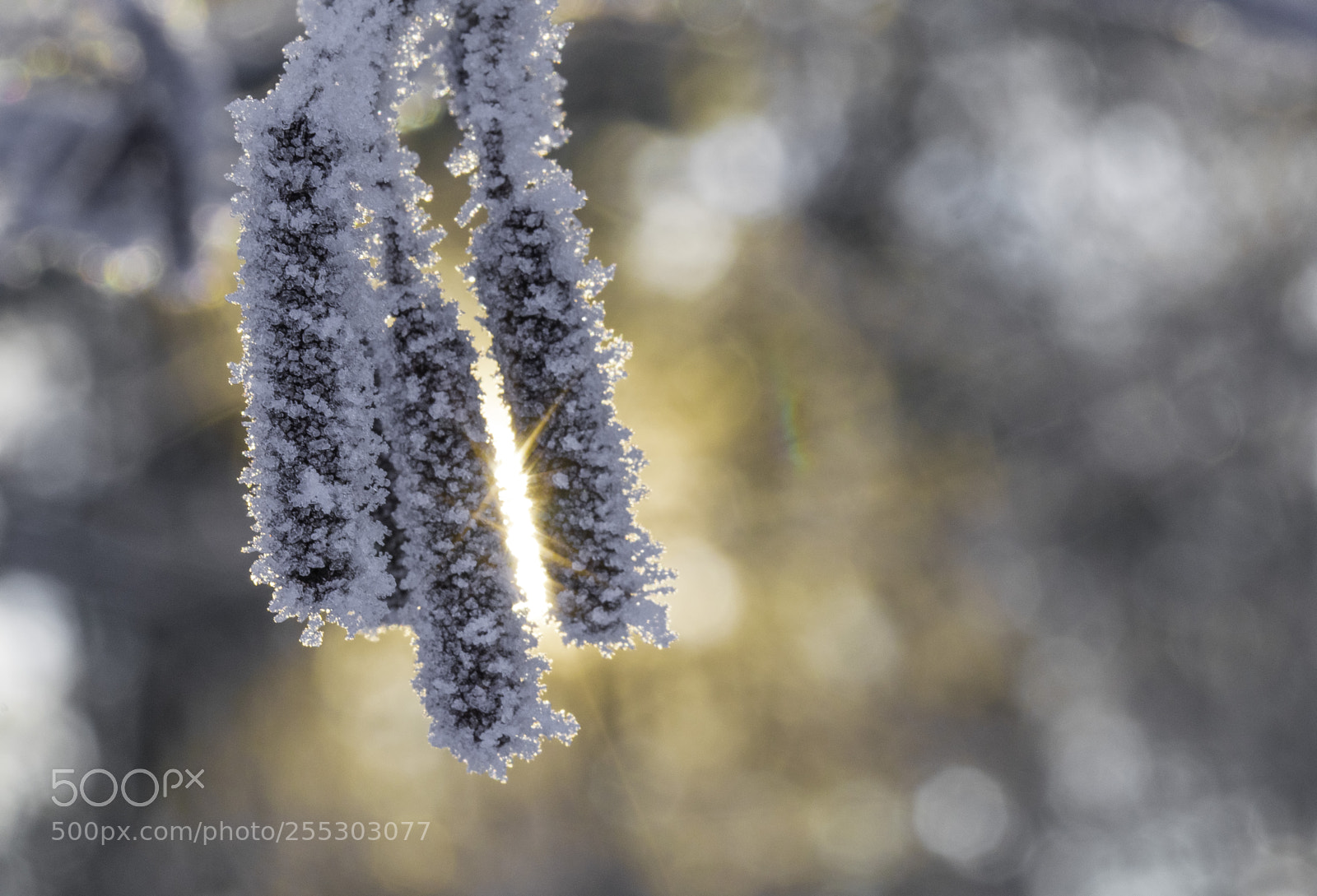 Nikon D5300 sample photo. Winter o photography