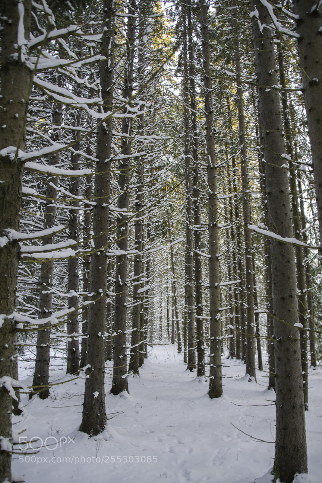 Nikon D5300 sample photo. Winter o photography