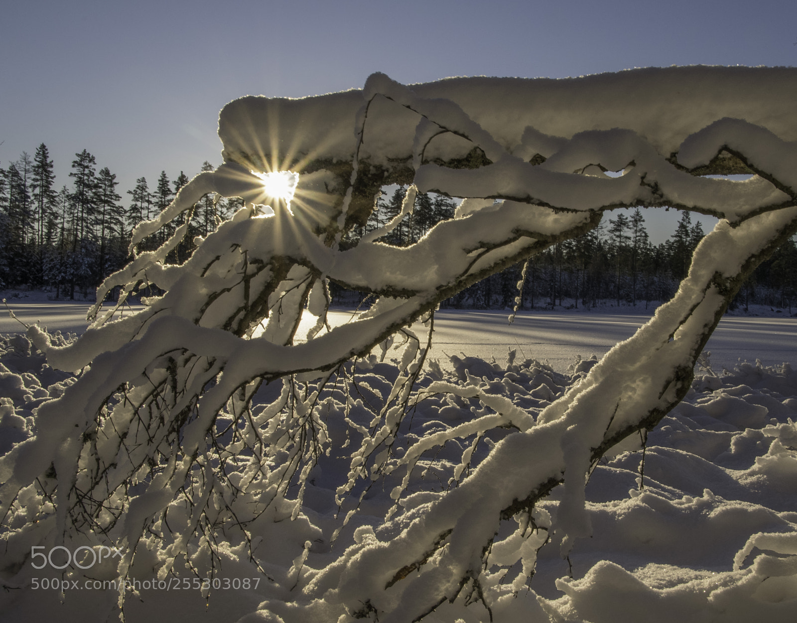 Nikon D5300 sample photo. Winter o photography