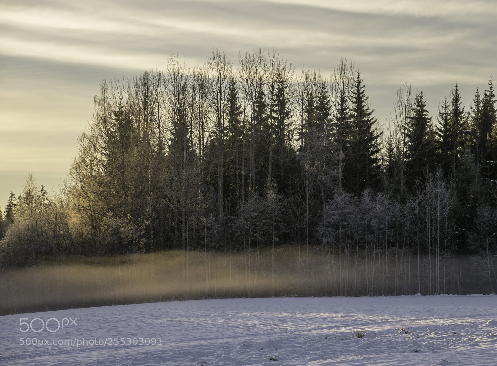 Nikon D5300 sample photo. Winter o photography
