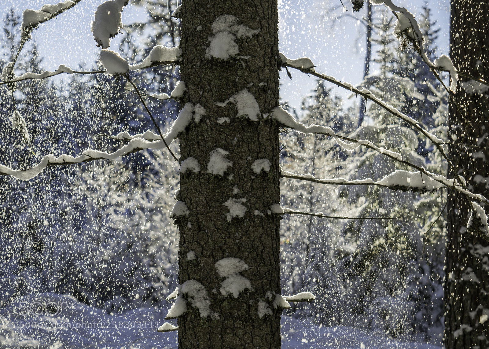 Nikon D5300 sample photo. Winter o photography