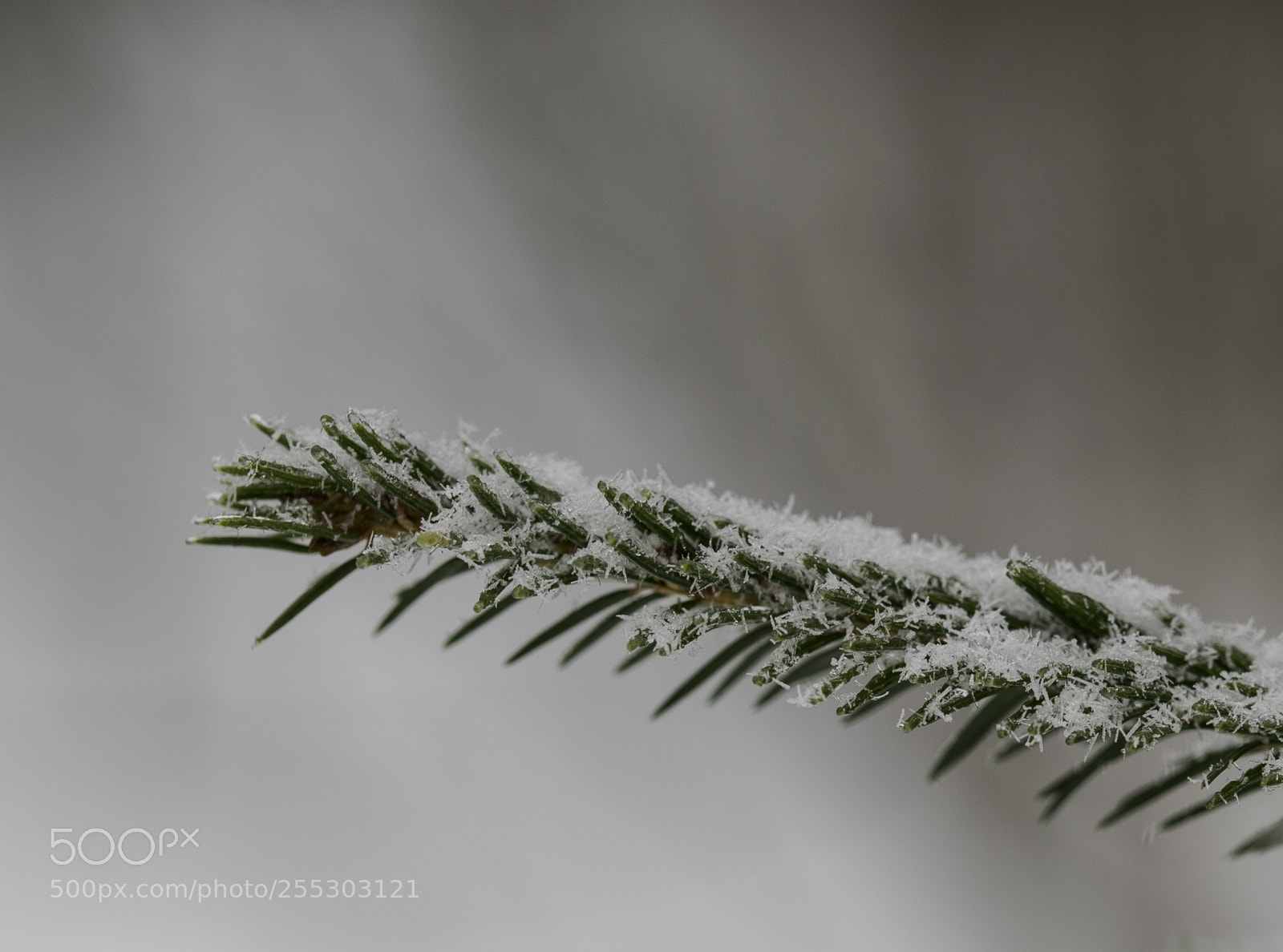 Nikon D5300 sample photo. Winter o photography