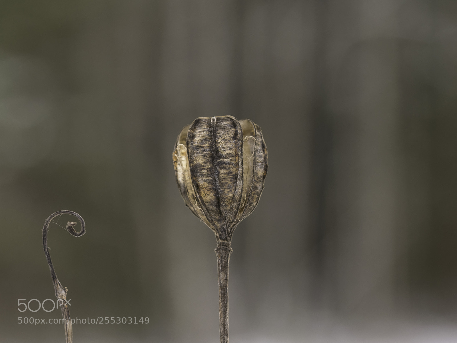 Nikon D5300 sample photo. Winter o photography