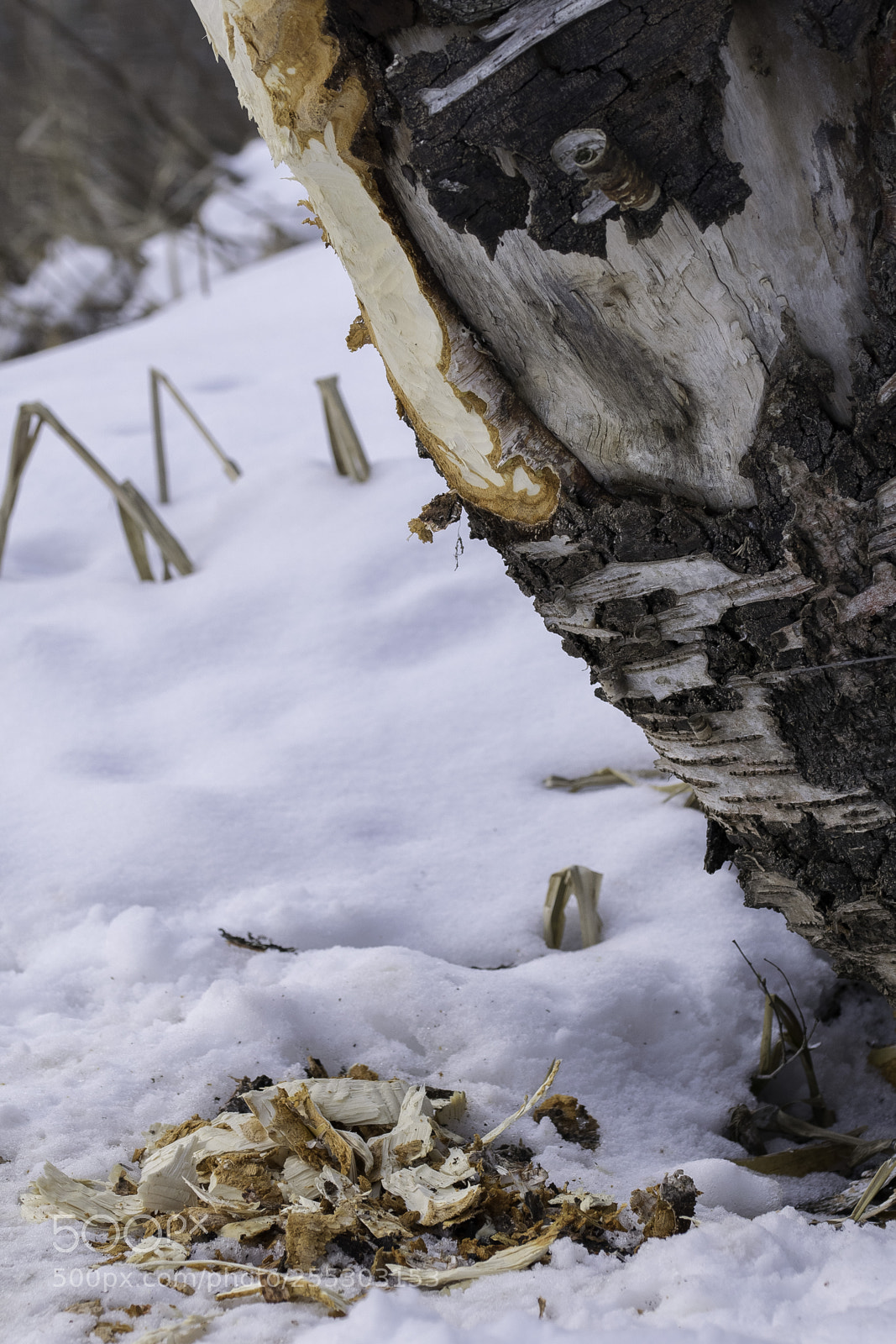 Nikon D5300 sample photo. Winter o photography