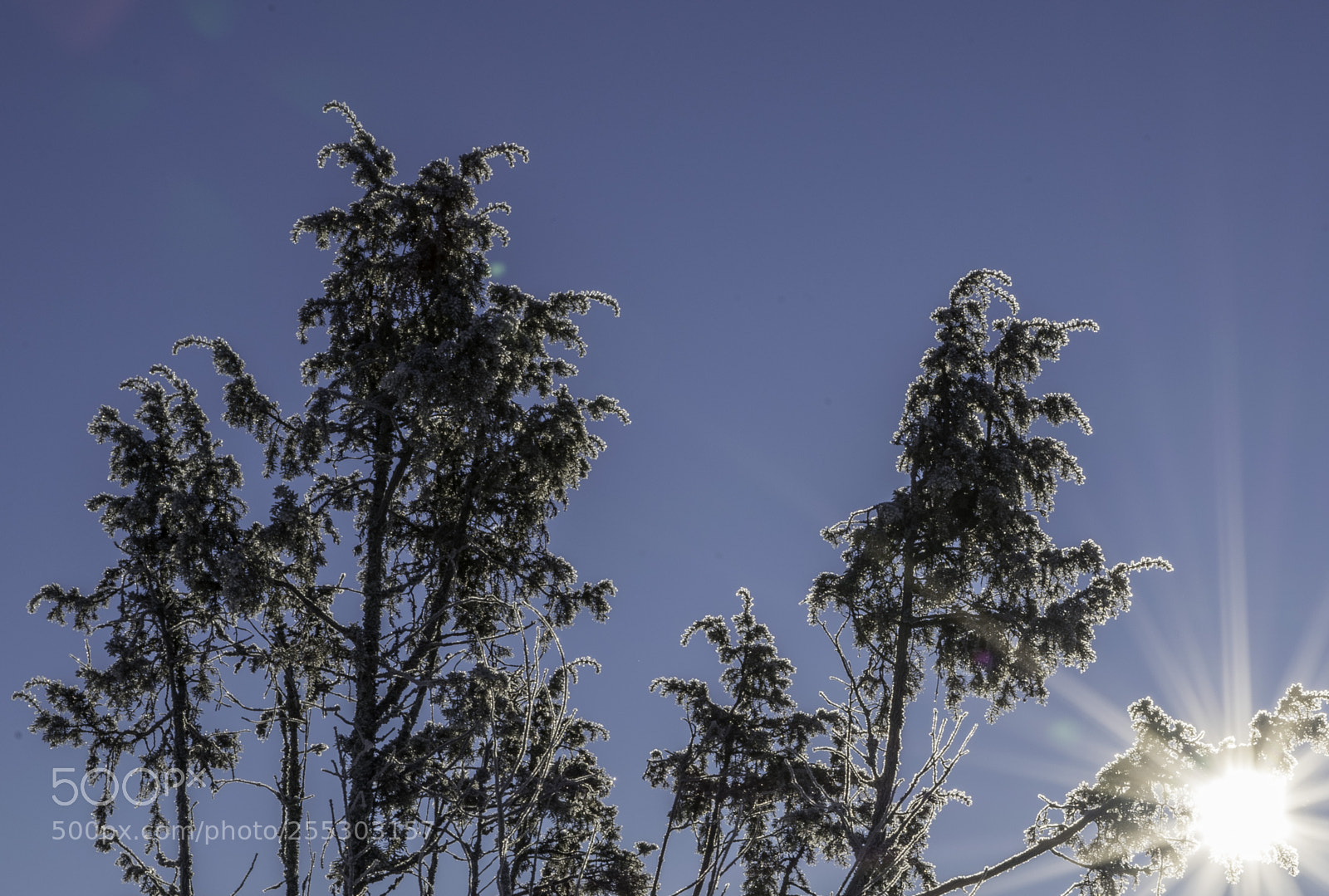 Nikon D5300 sample photo. Winter o photography