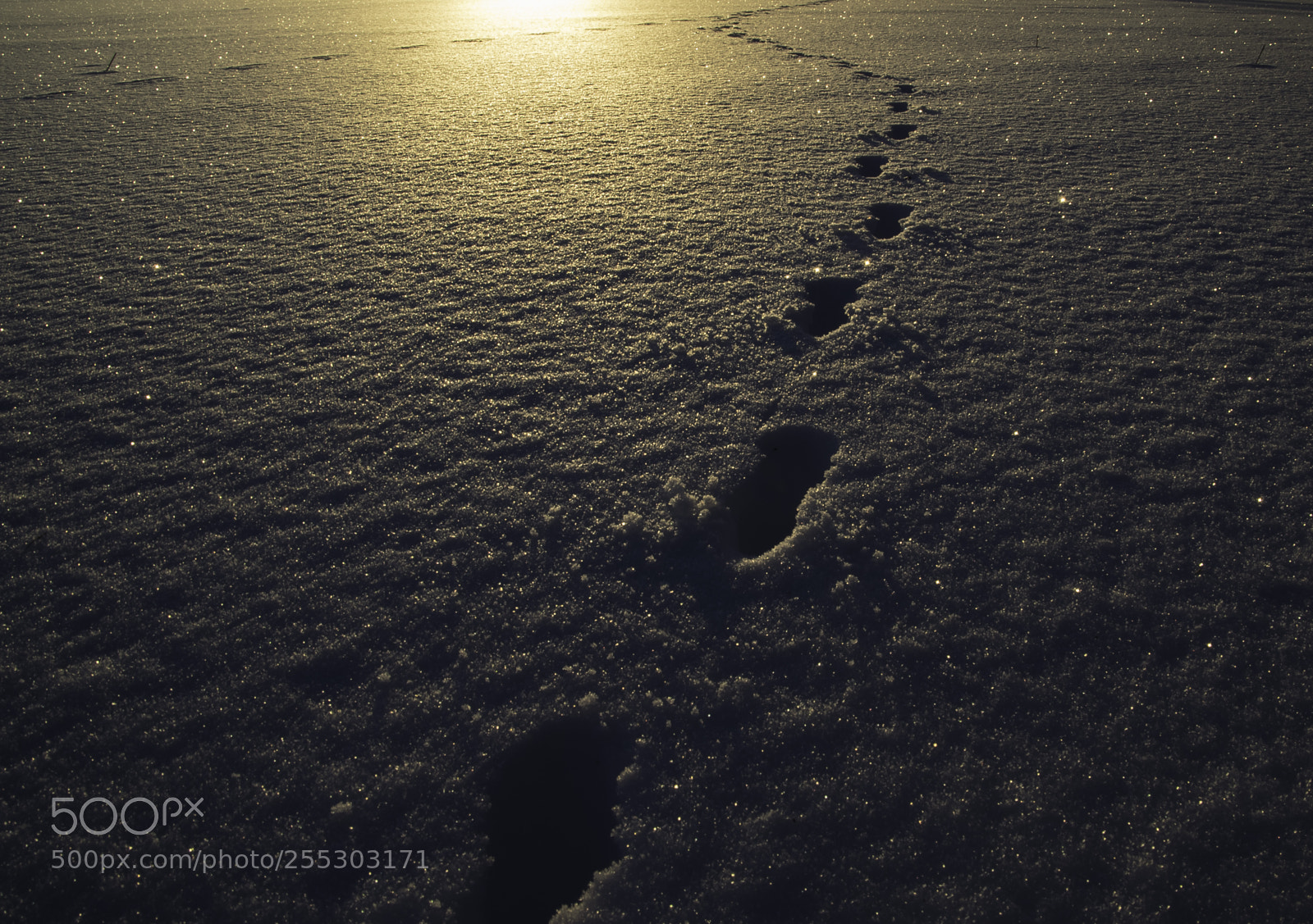 Nikon D5300 sample photo. Winter o photography