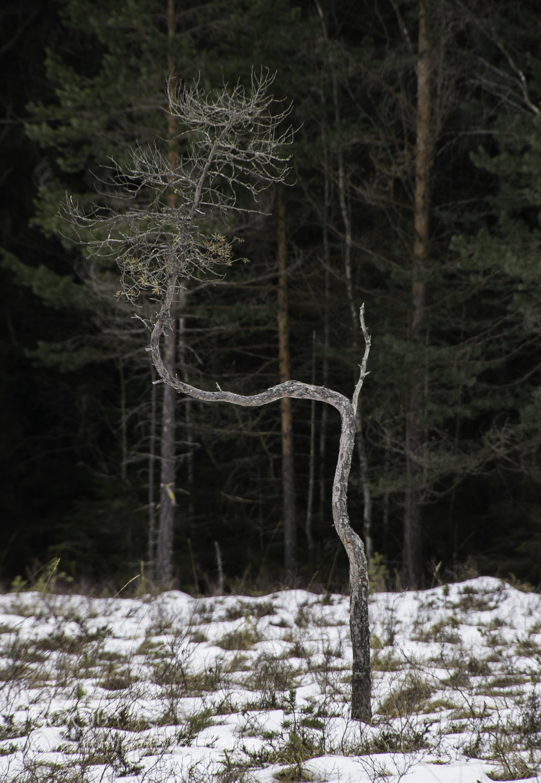 Nikon D5300 sample photo. Winter o photography