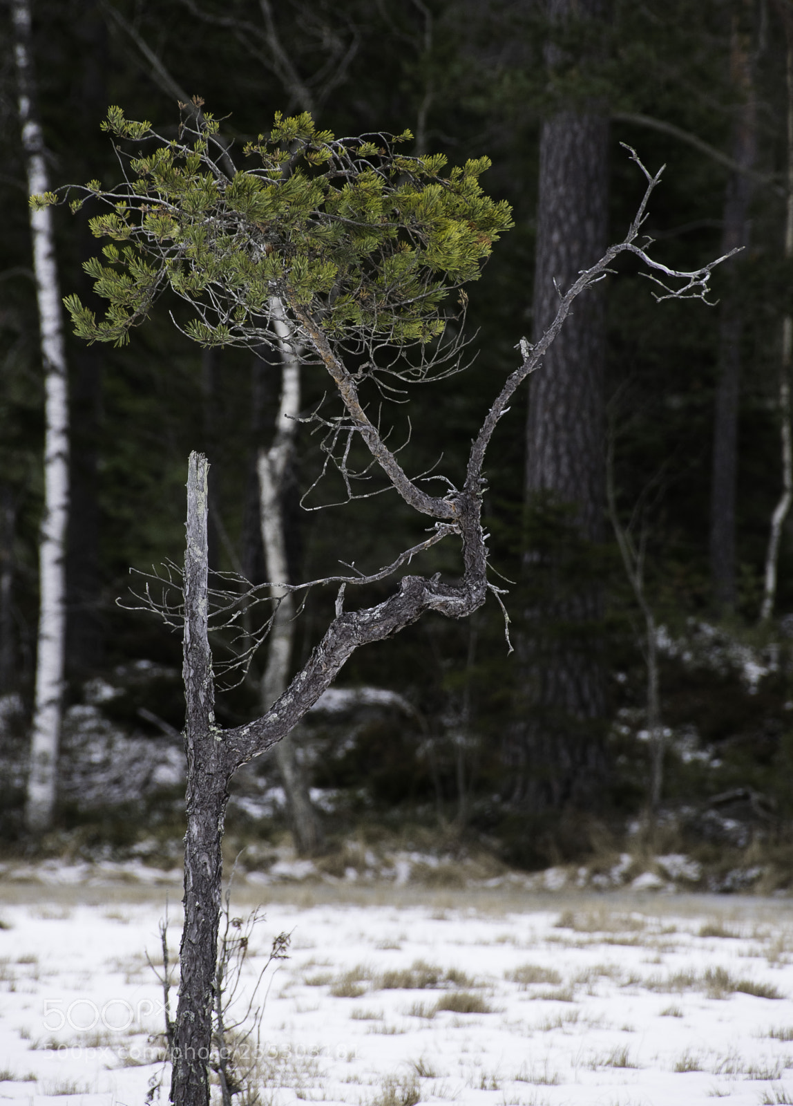 Nikon D5300 sample photo. Winter o photography